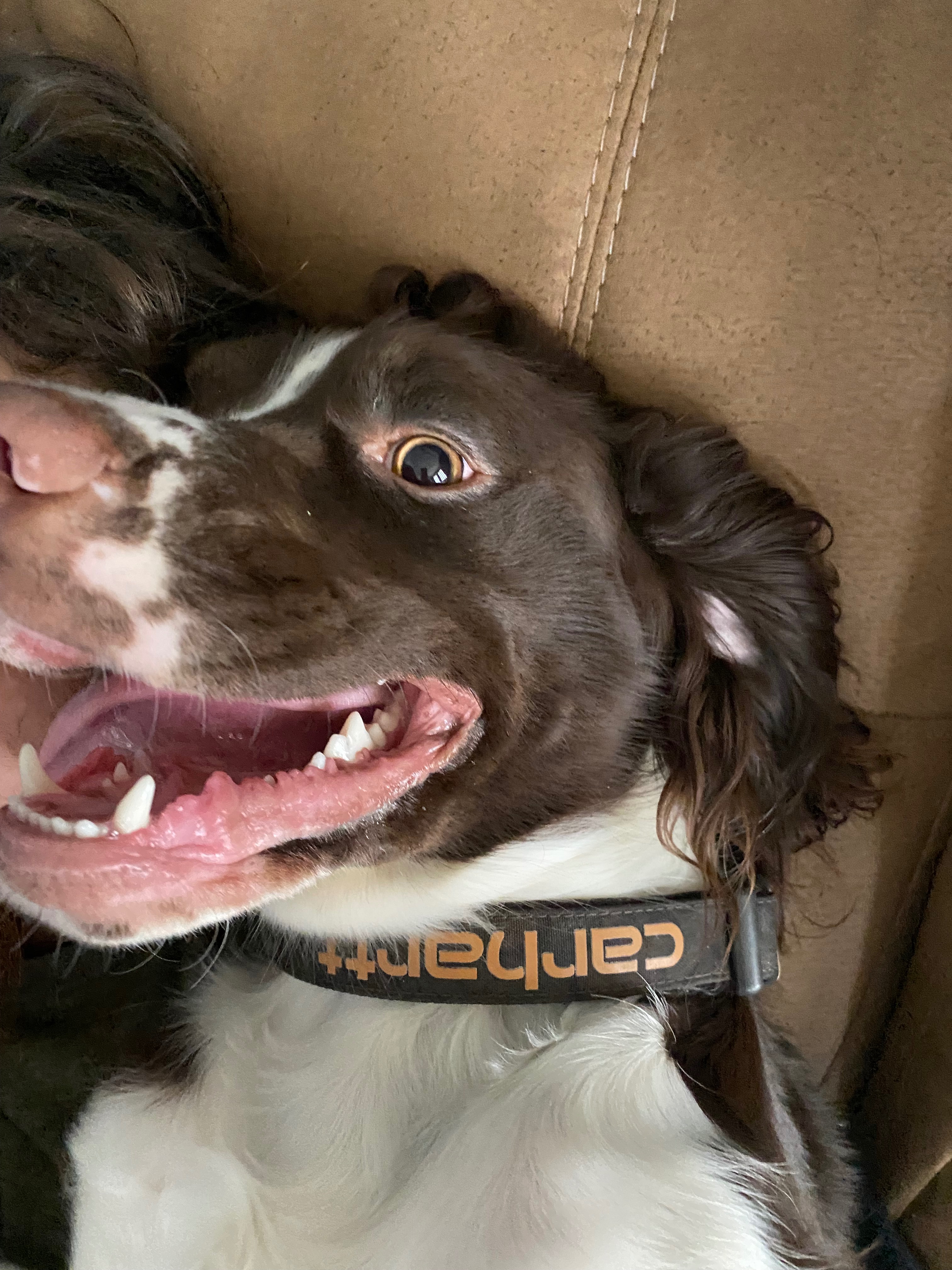 Help Save Sprocket  Emergency Surgery Needed campaign photo, 4 of 8