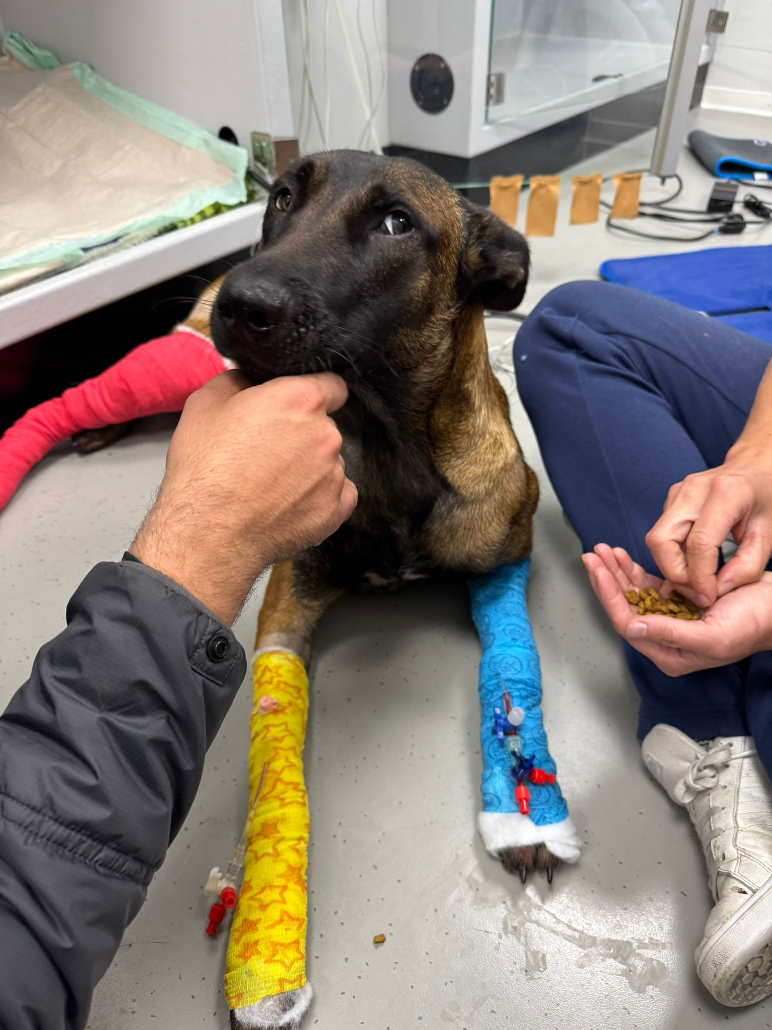Help Save Rose & Other dogs campaign photo, 7 of 8