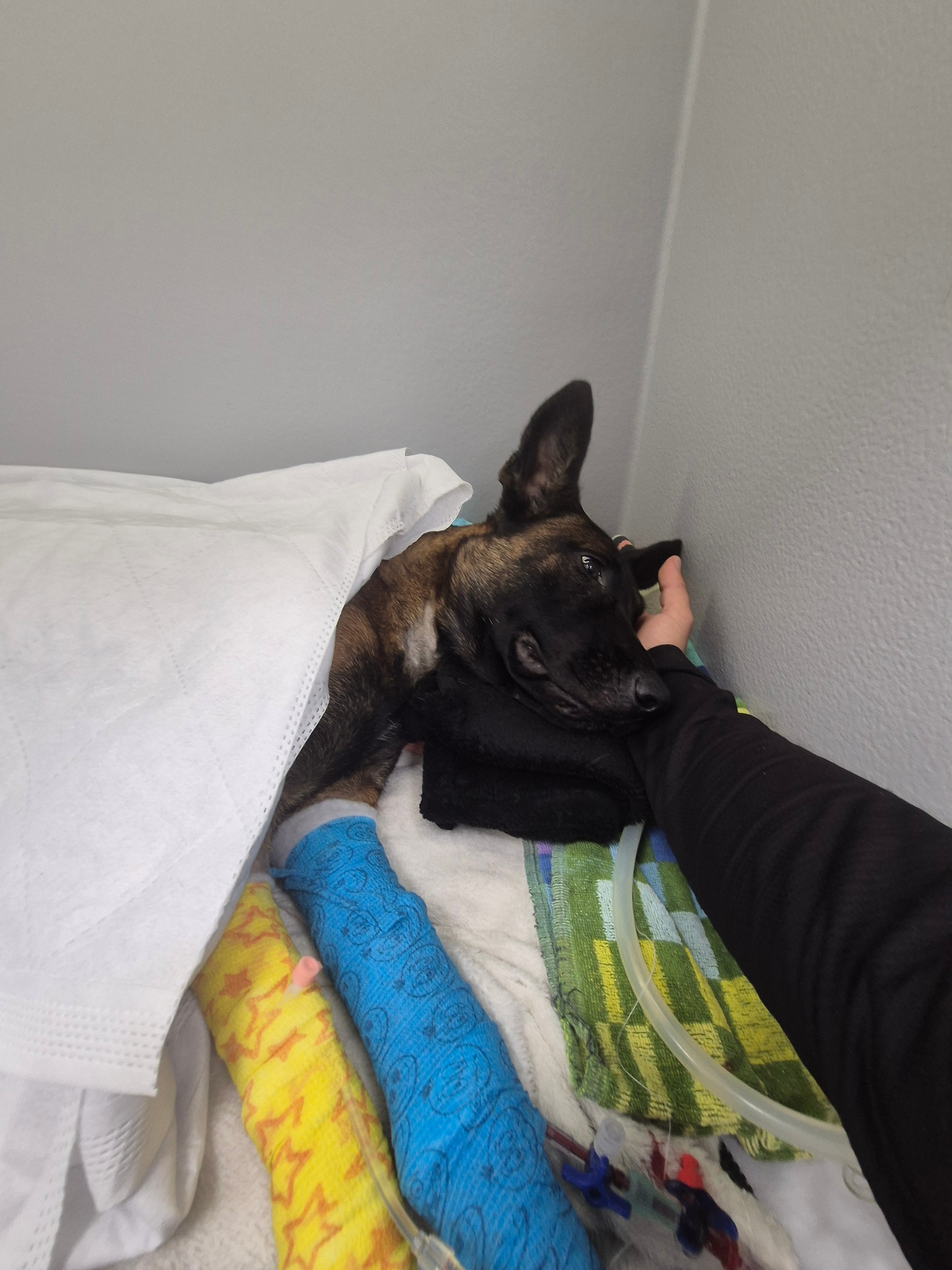 Help Save Rose & Other dogs campaign photo, 5 of 8
