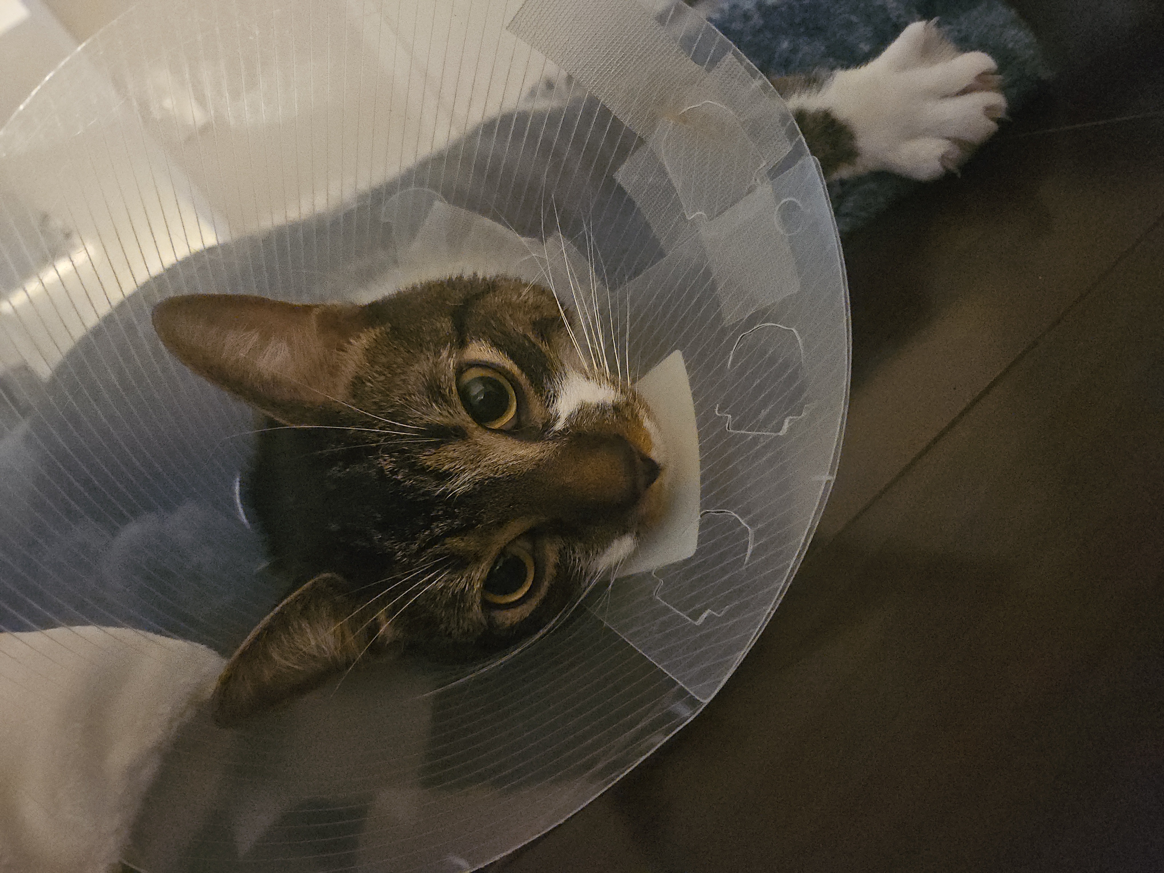 Help save my one year old kitty Tobi! campaign photo, 4 of 6