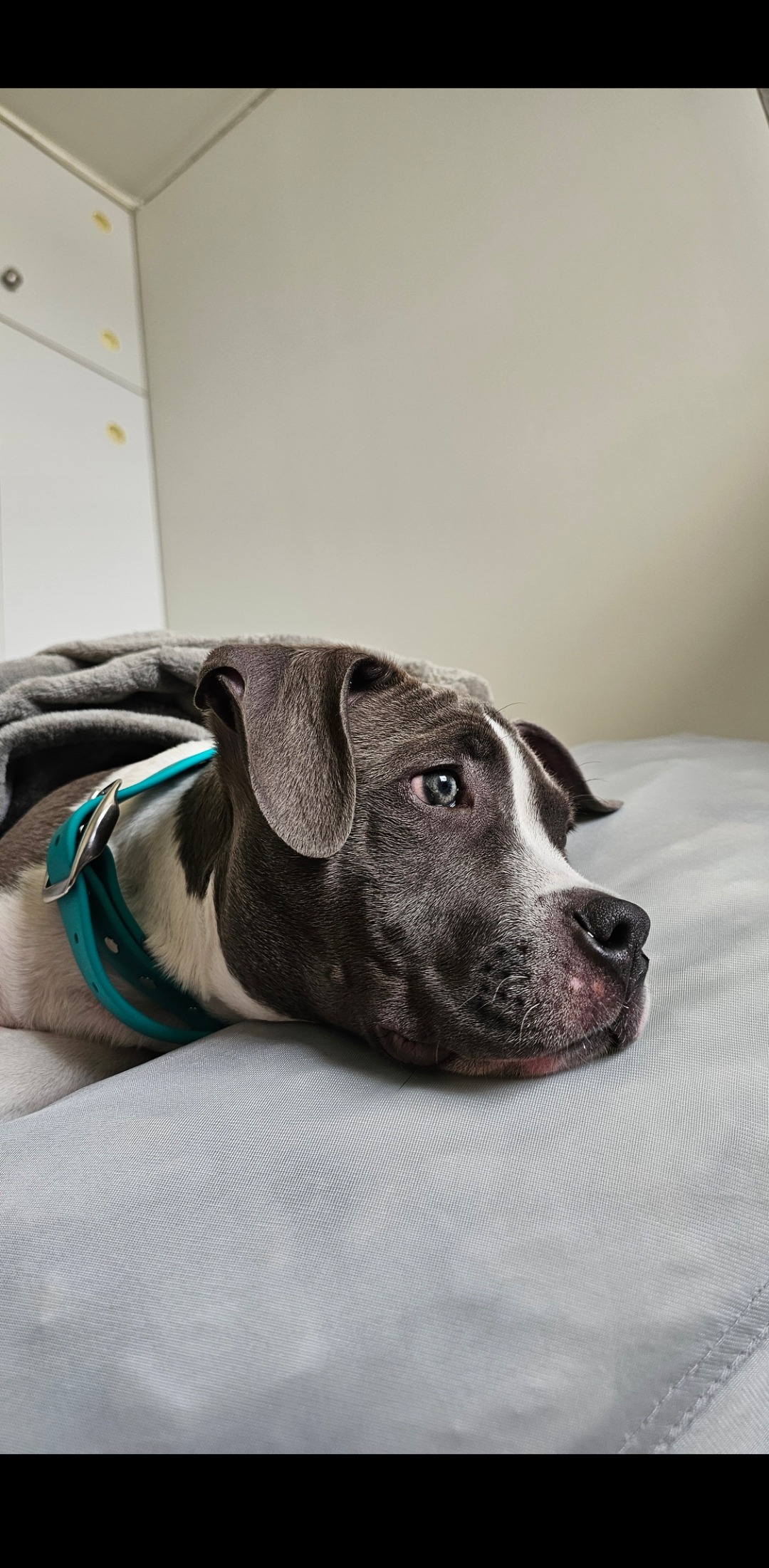 Help Leo Get The Surgery He Needs campaign photo, 7 of 8