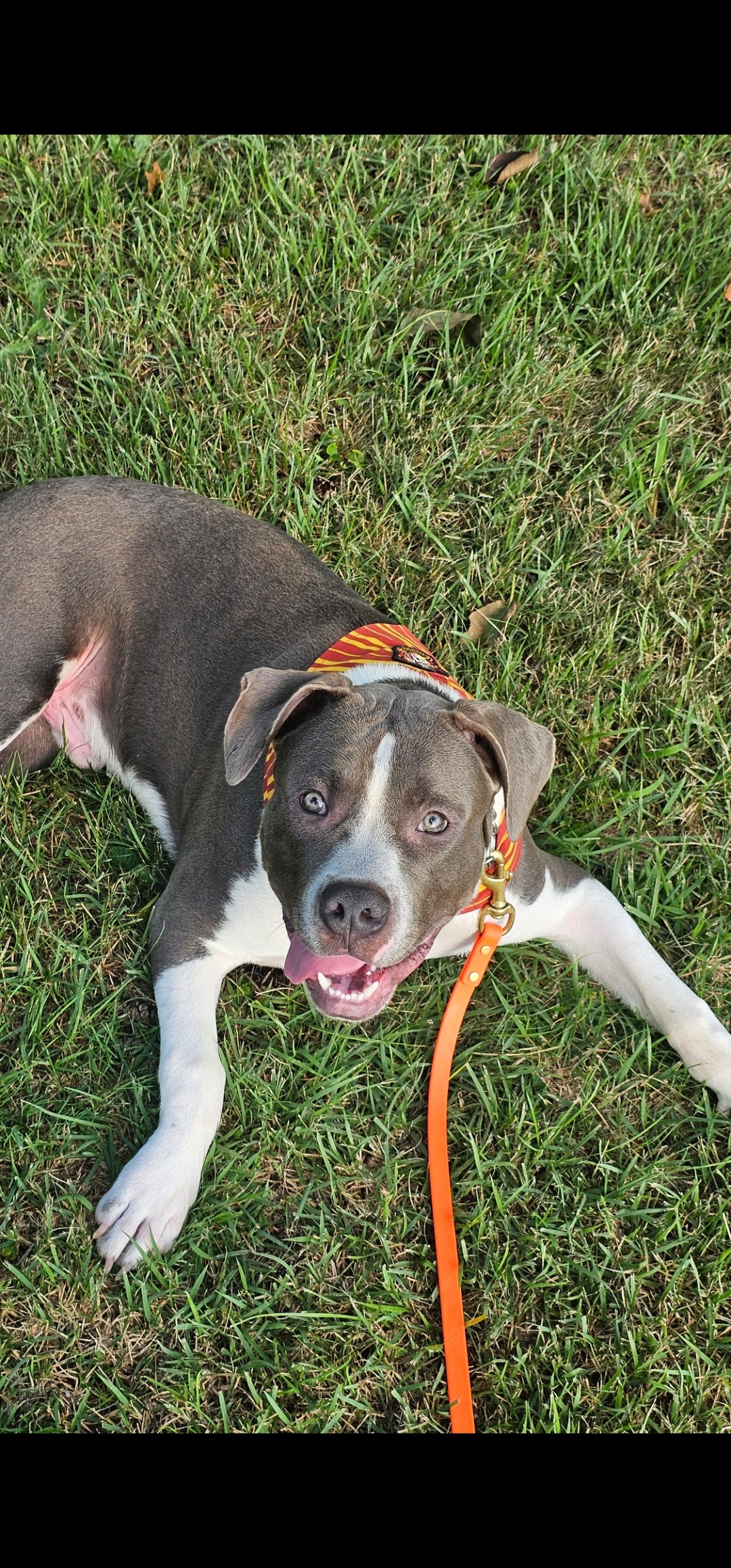 Help Leo Get The Surgery He Needs campaign photo, 4 of 8
