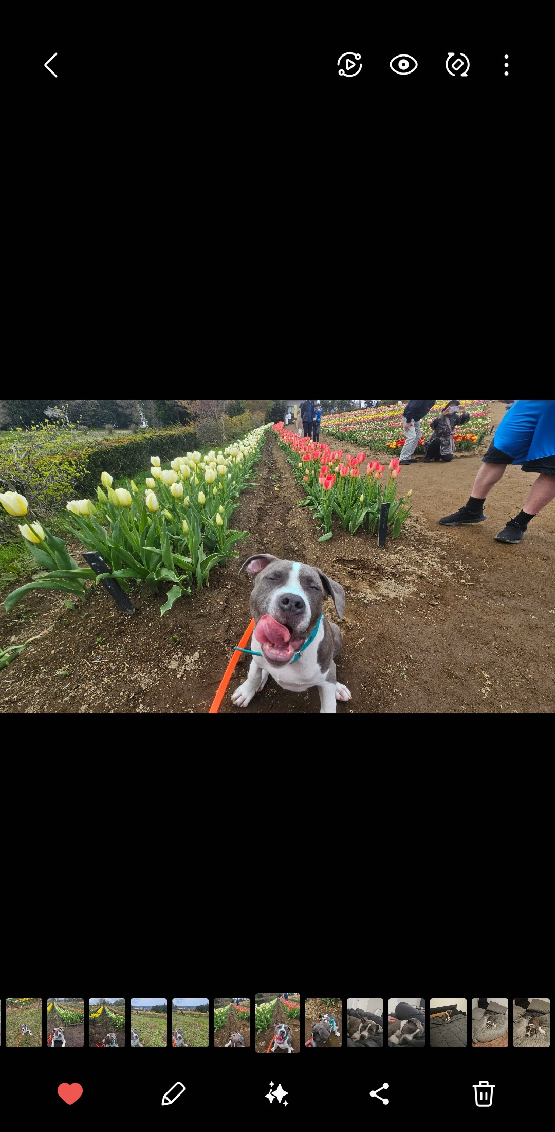Help Leo Get The Surgery He Needs campaign photo, 5 of 8
