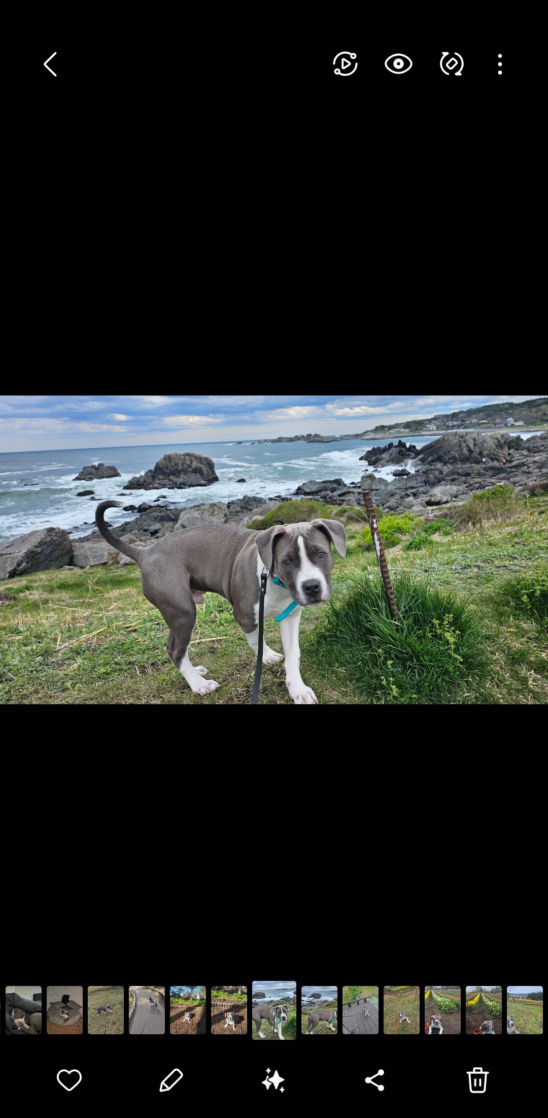 Help Leo Get The Surgery He Needs campaign photo, 6 of 8