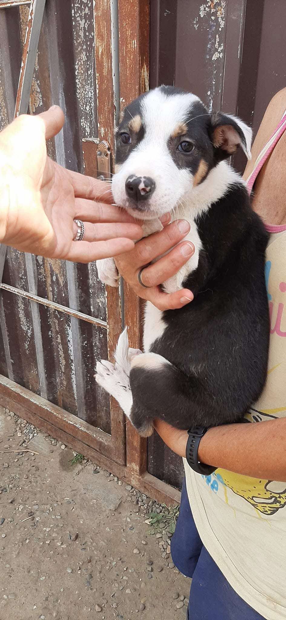 Hope for Mickey: Beating PRCA Together campaign photo, 6 of 8