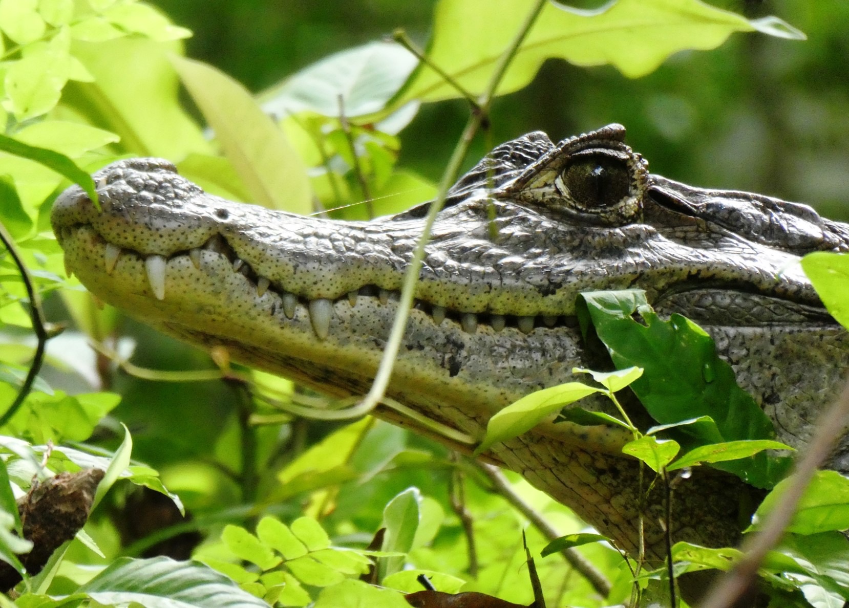Oscar’s Costa Rica Expedition campaign photo, 4 of 8