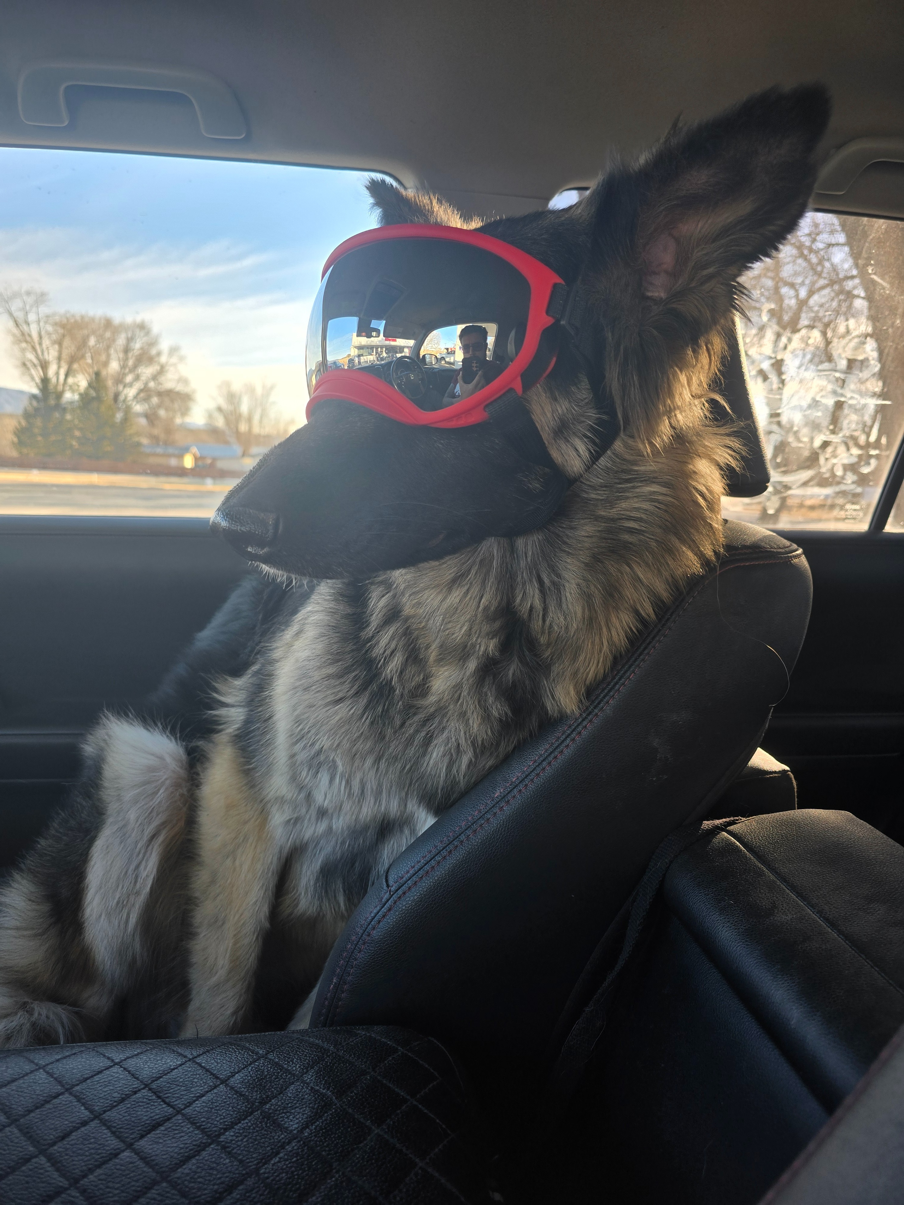 Support Preston's Dog  ( Shion) in Her Health Battle campaign photo, 5 of 7