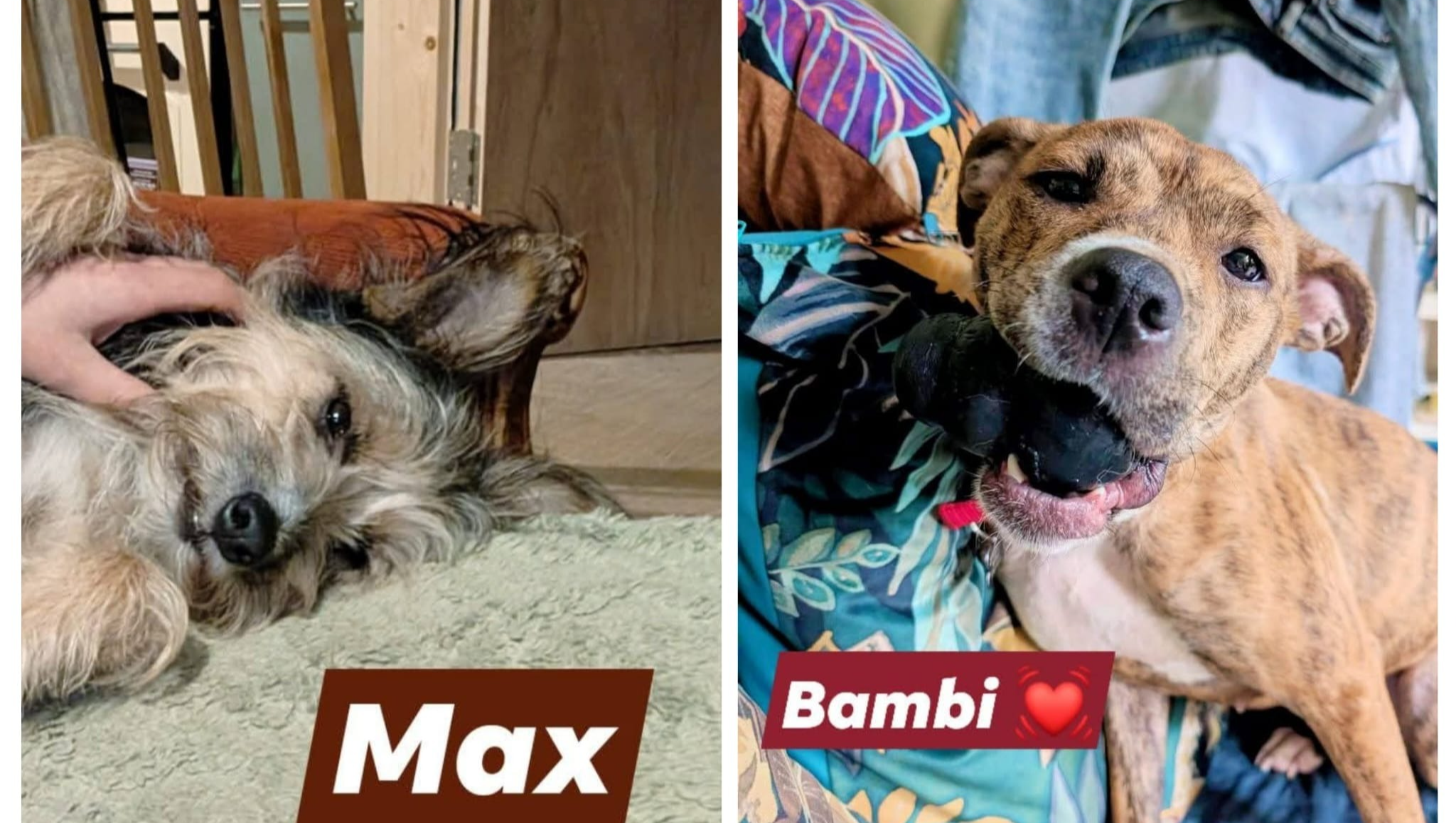 Tails of Hope; Help Max and Bambi Heal photo