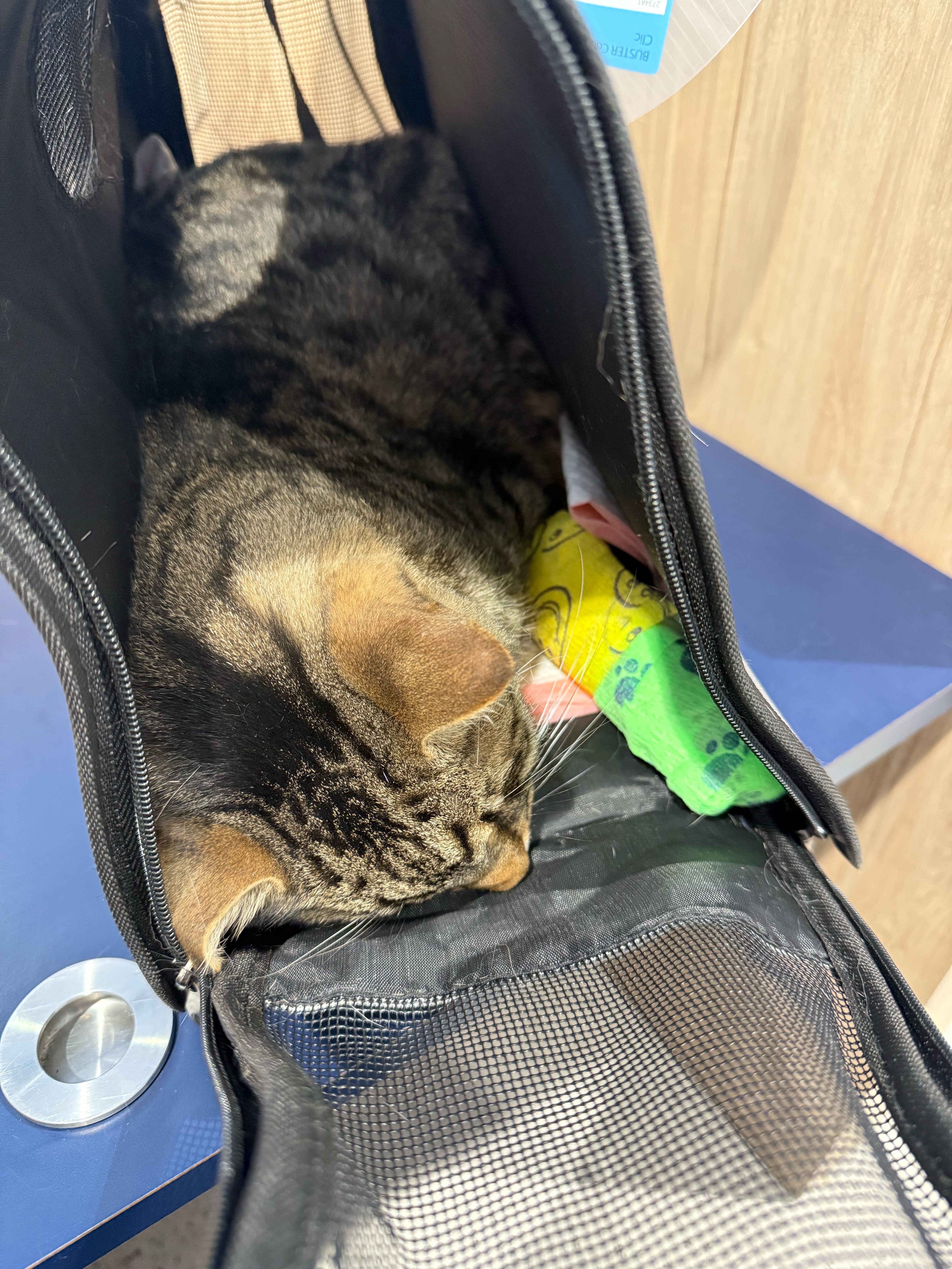 Help Momo’s Urgent treatment. campaign photo, 2 of 4
