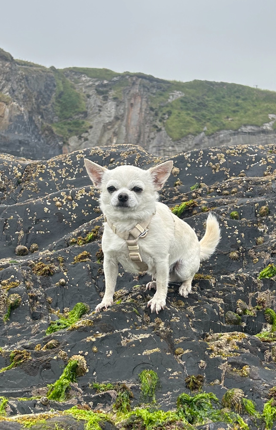 Help Paul, the Hero Chihuahua, Walk Again! campaign photo, 7 of 8