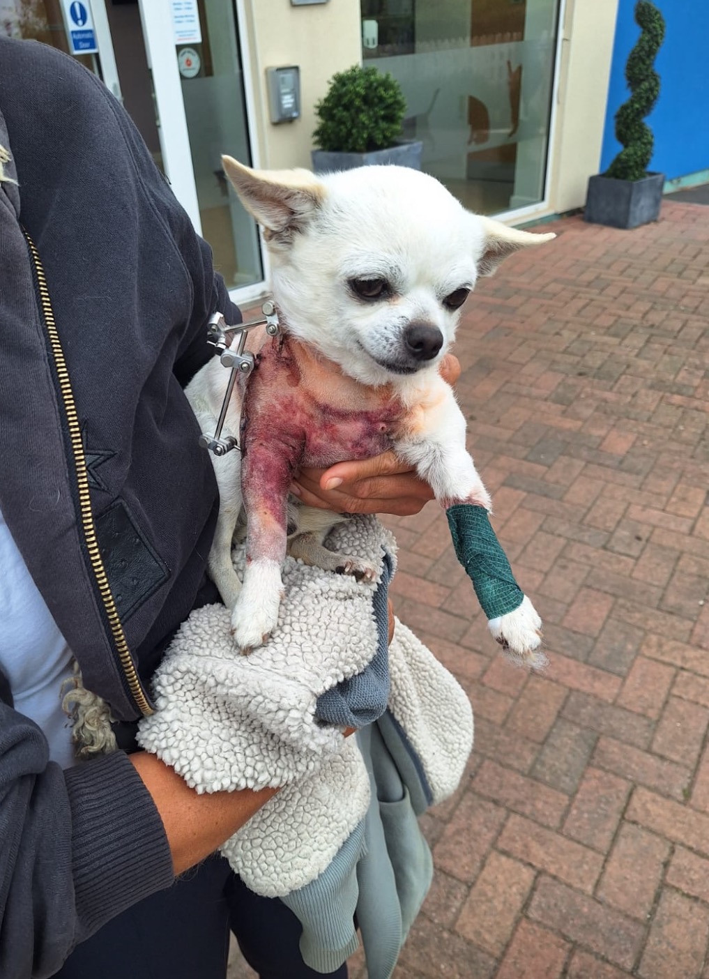 Help Paul, the Hero Chihuahua, Walk Again! campaign photo, 5 of 8