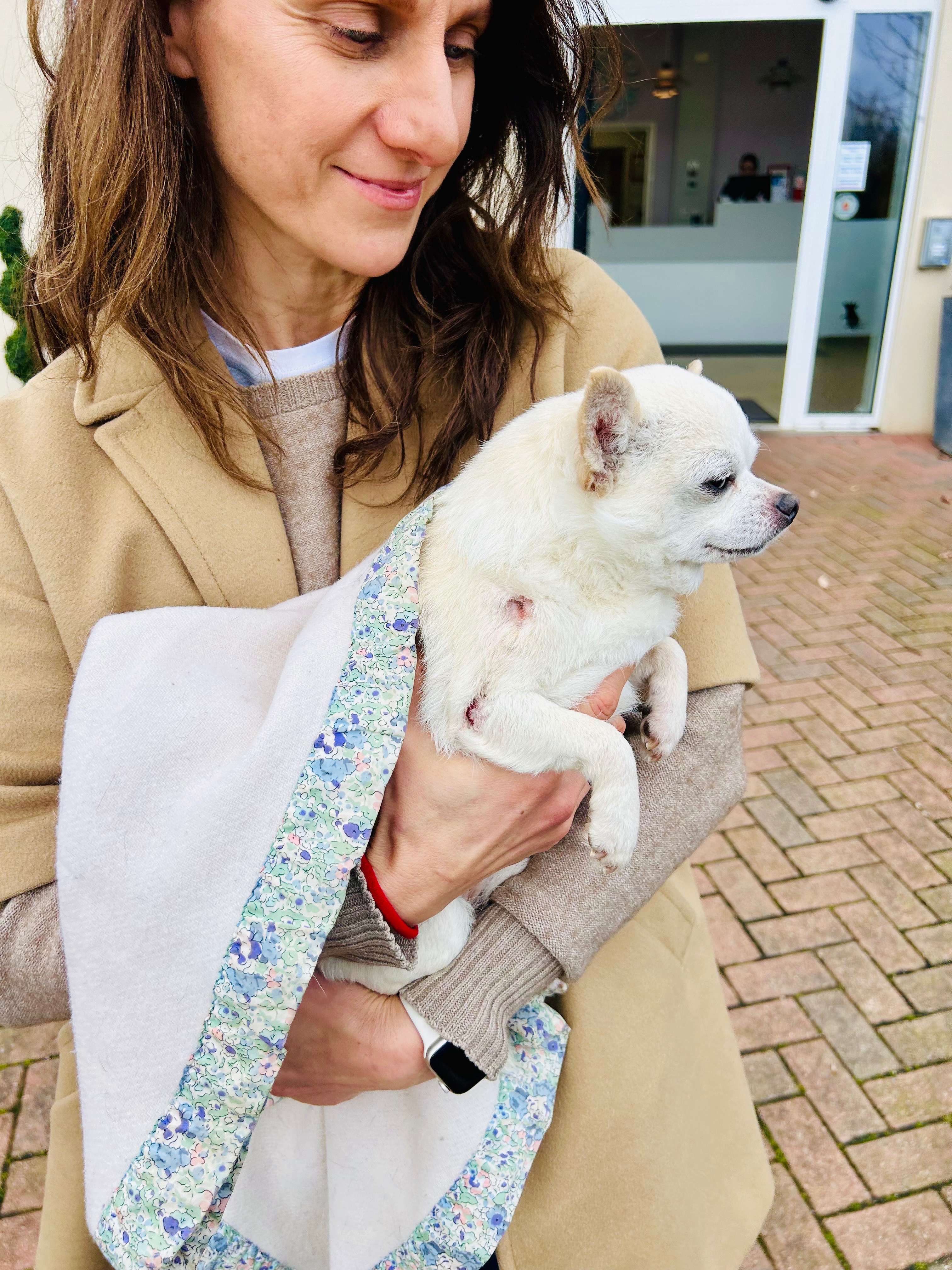 Help Paul, the Hero Chihuahua, Walk Again! campaign photo, 6 of 8