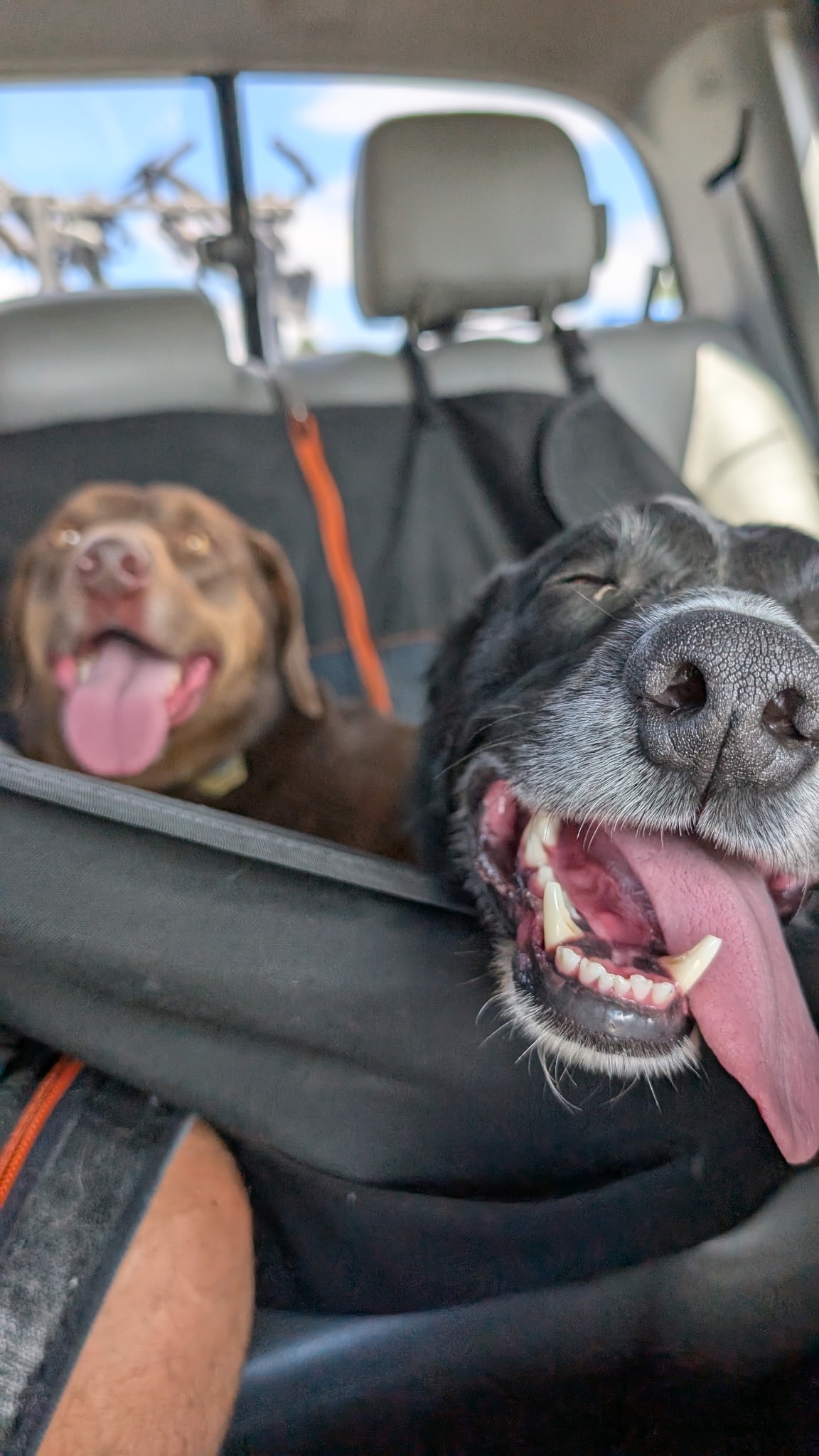 Help Our Sweet Dog Otter Get Life-Saving Surgery campaign photo, 7 of 8