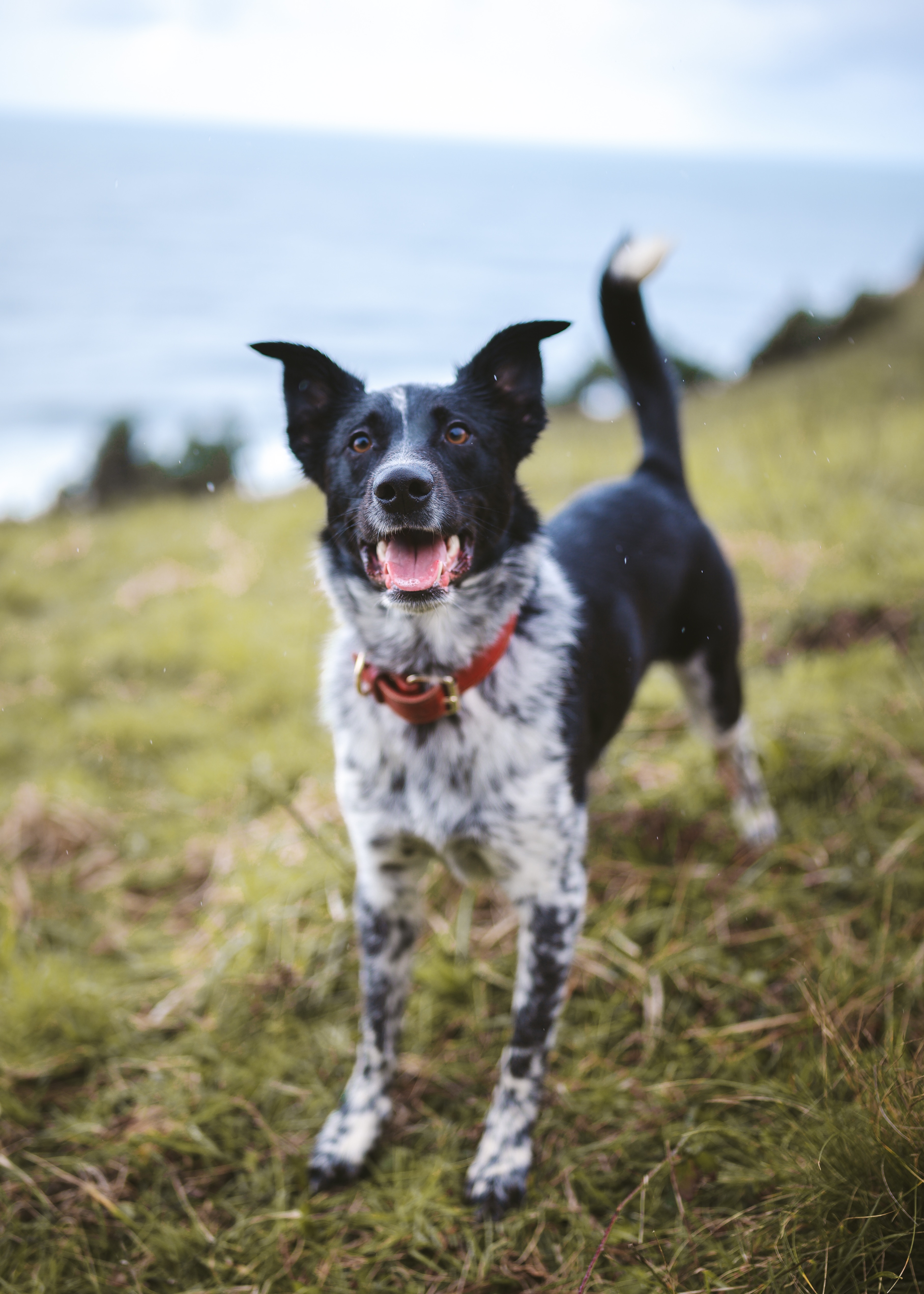 Help Our Sweet Dog Otter Get Life-Saving Surgery campaign photo, 4 of 8