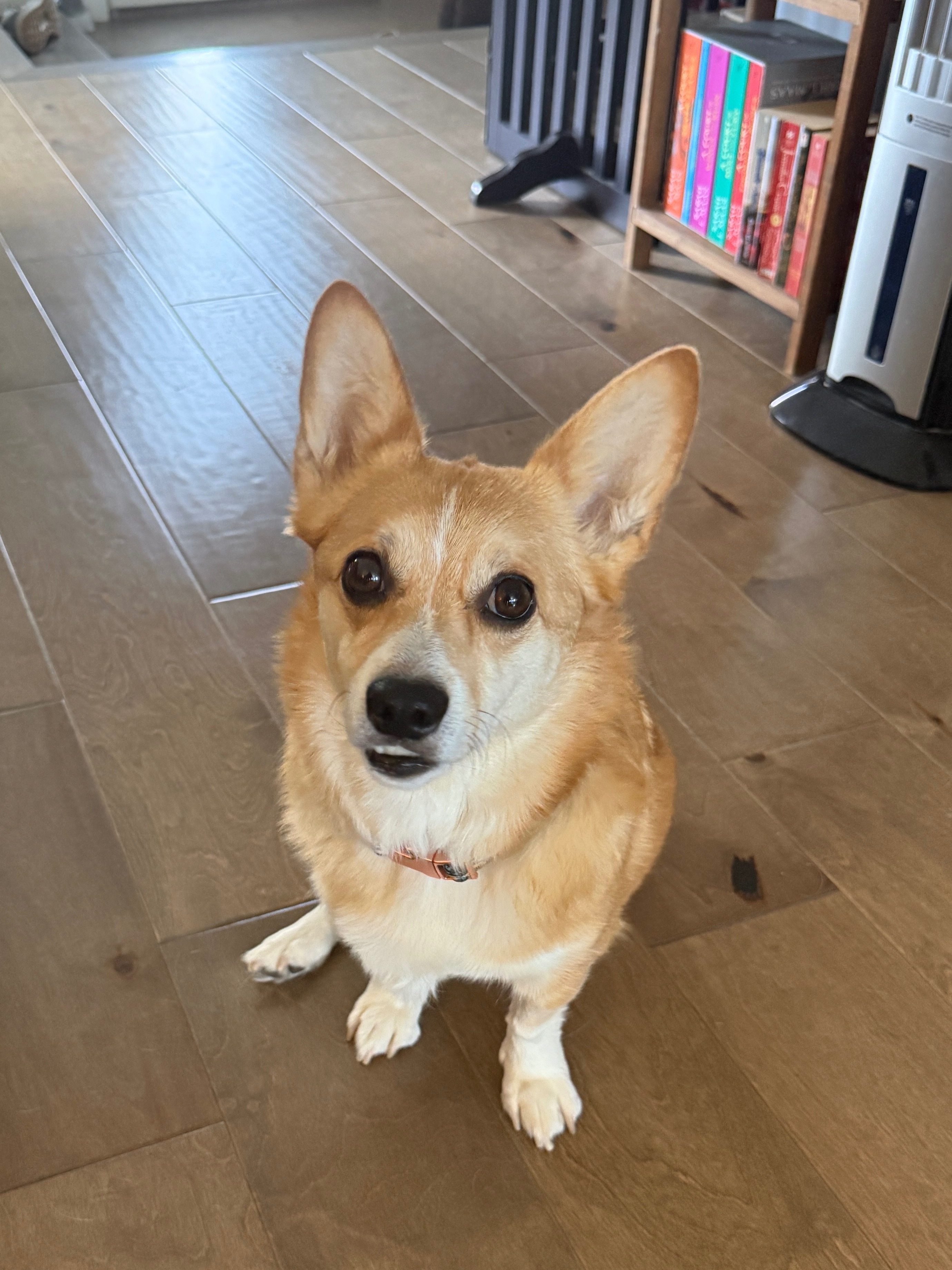 Help Sophie Fight IMHA: Support Rachel's Pup campaign photo, 7 of 8