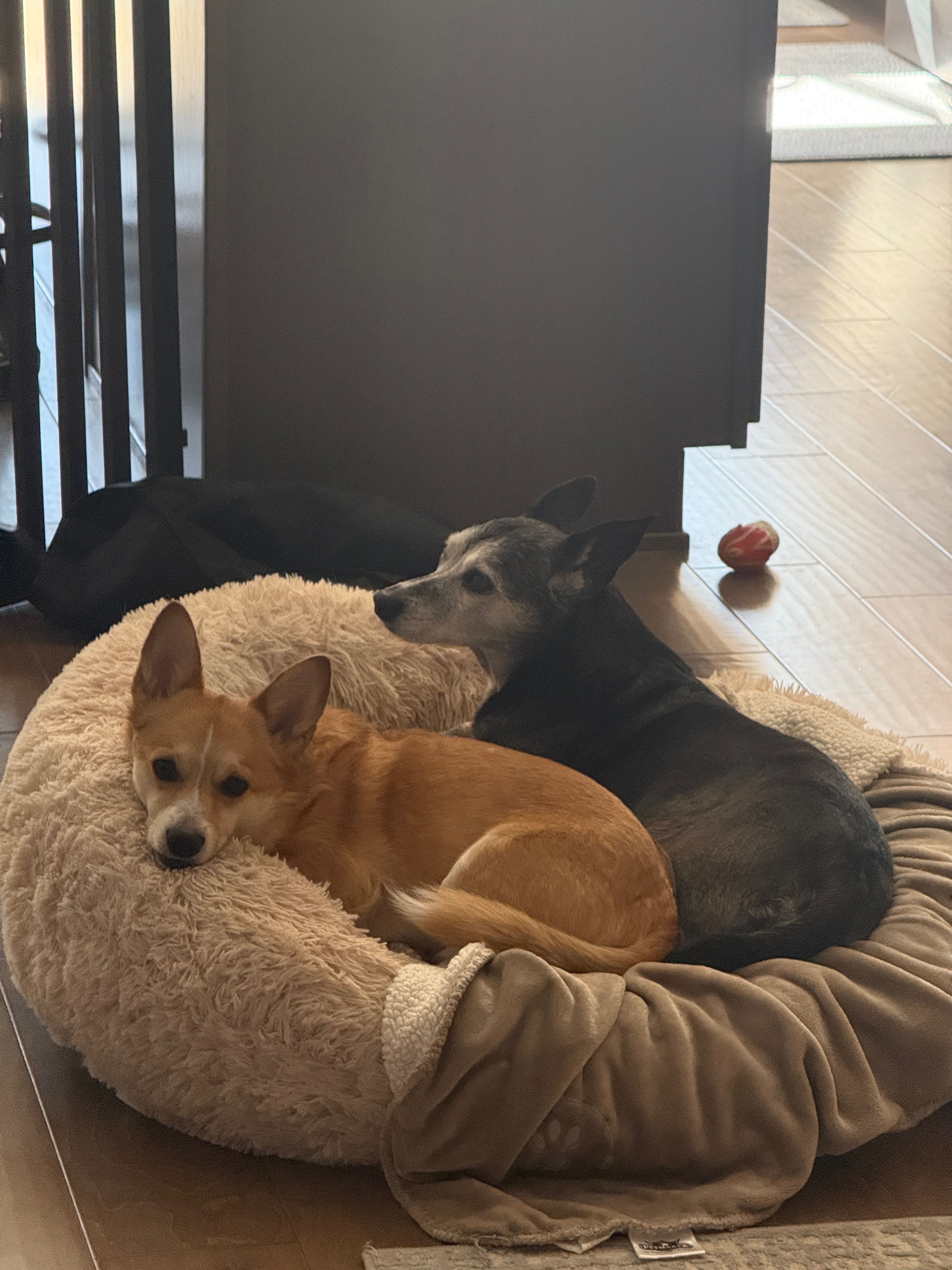 Help Sophie Fight IMHA: Support Rachel's Pup campaign photo, 2 of 8