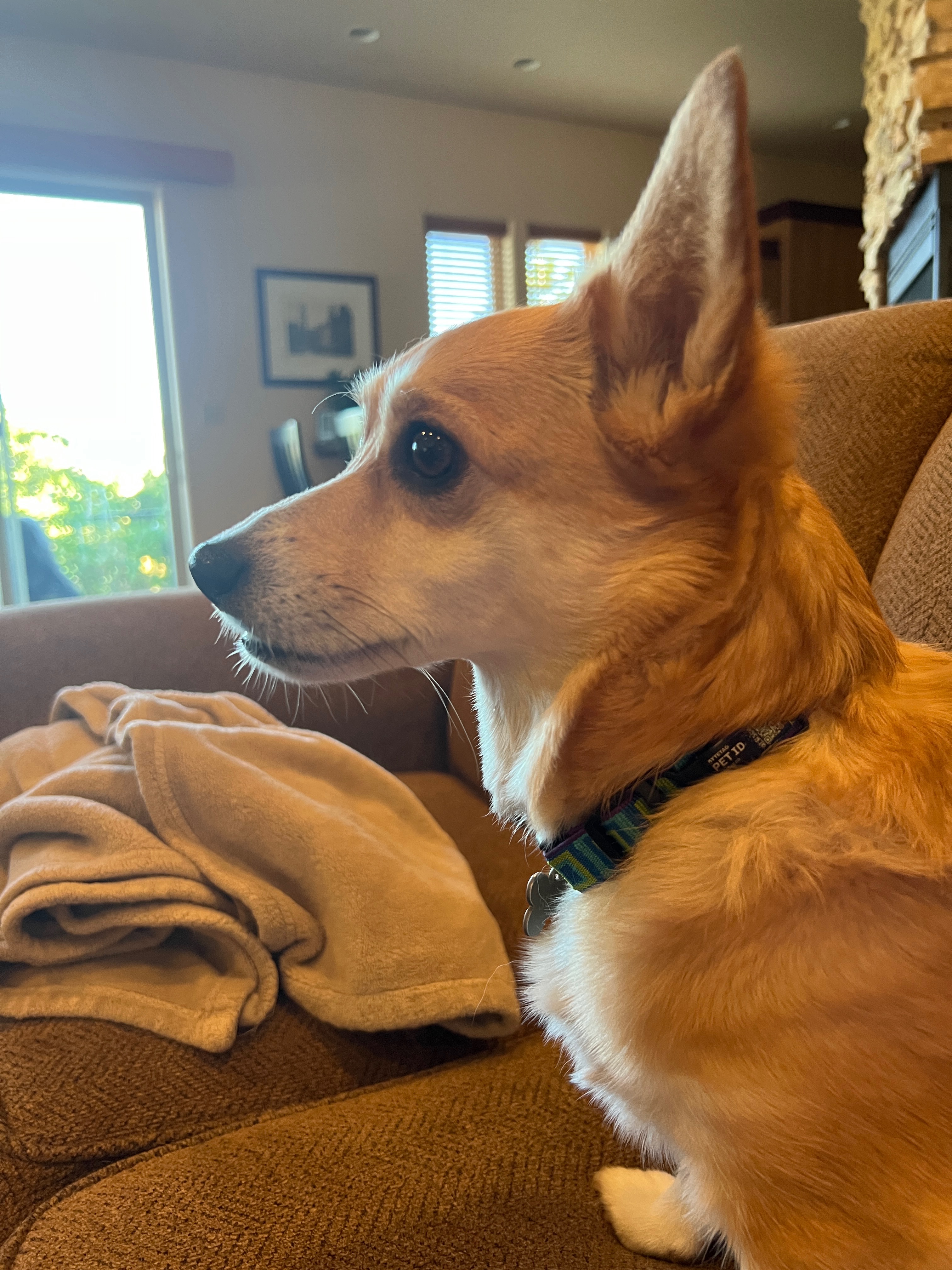 Help Sophie Fight IMHA: Support Rachel's Pup campaign photo, 4 of 8