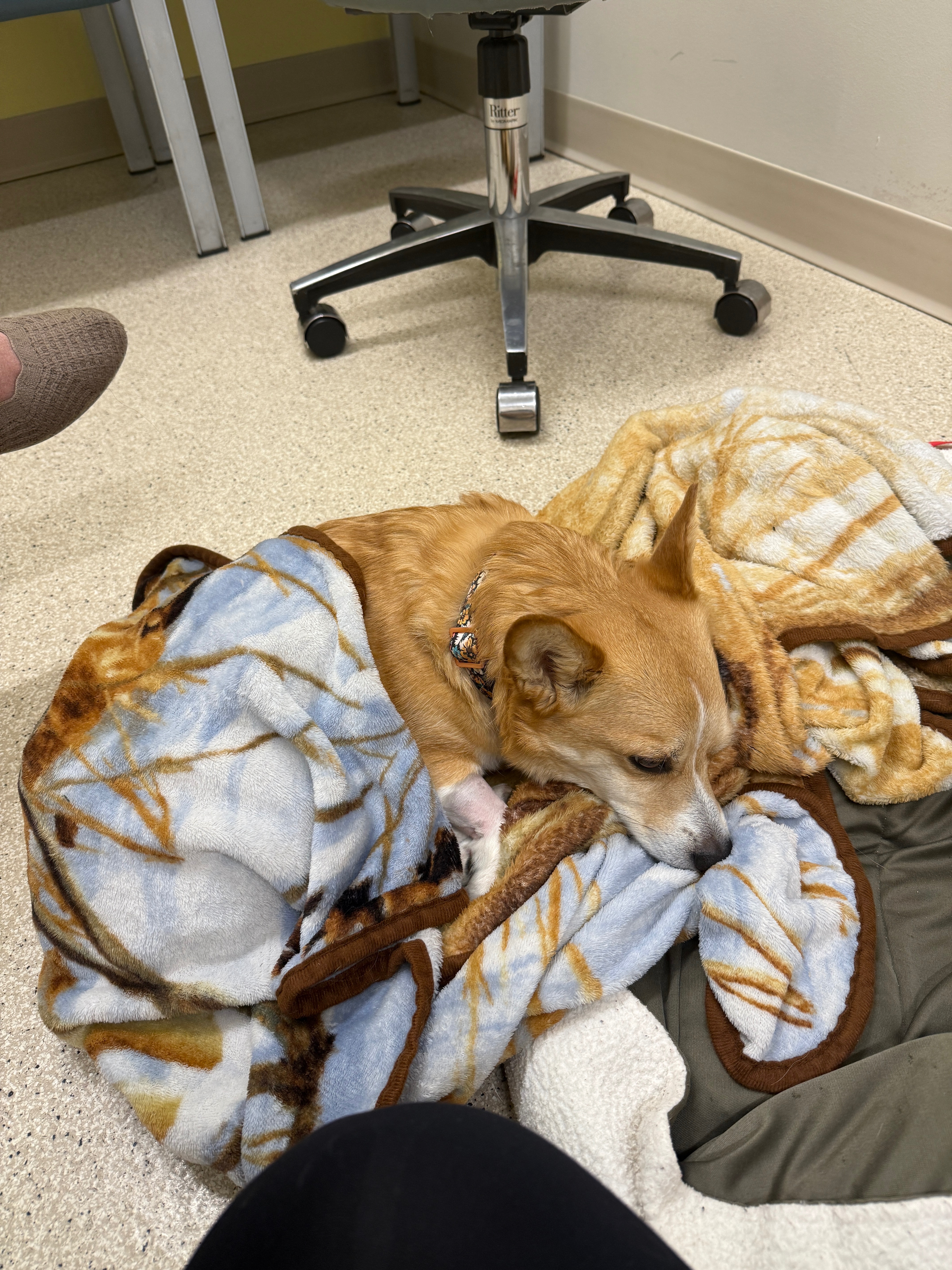 Help Sophie Fight IMHA: Support Rachel's Pup campaign photo, 5 of 8