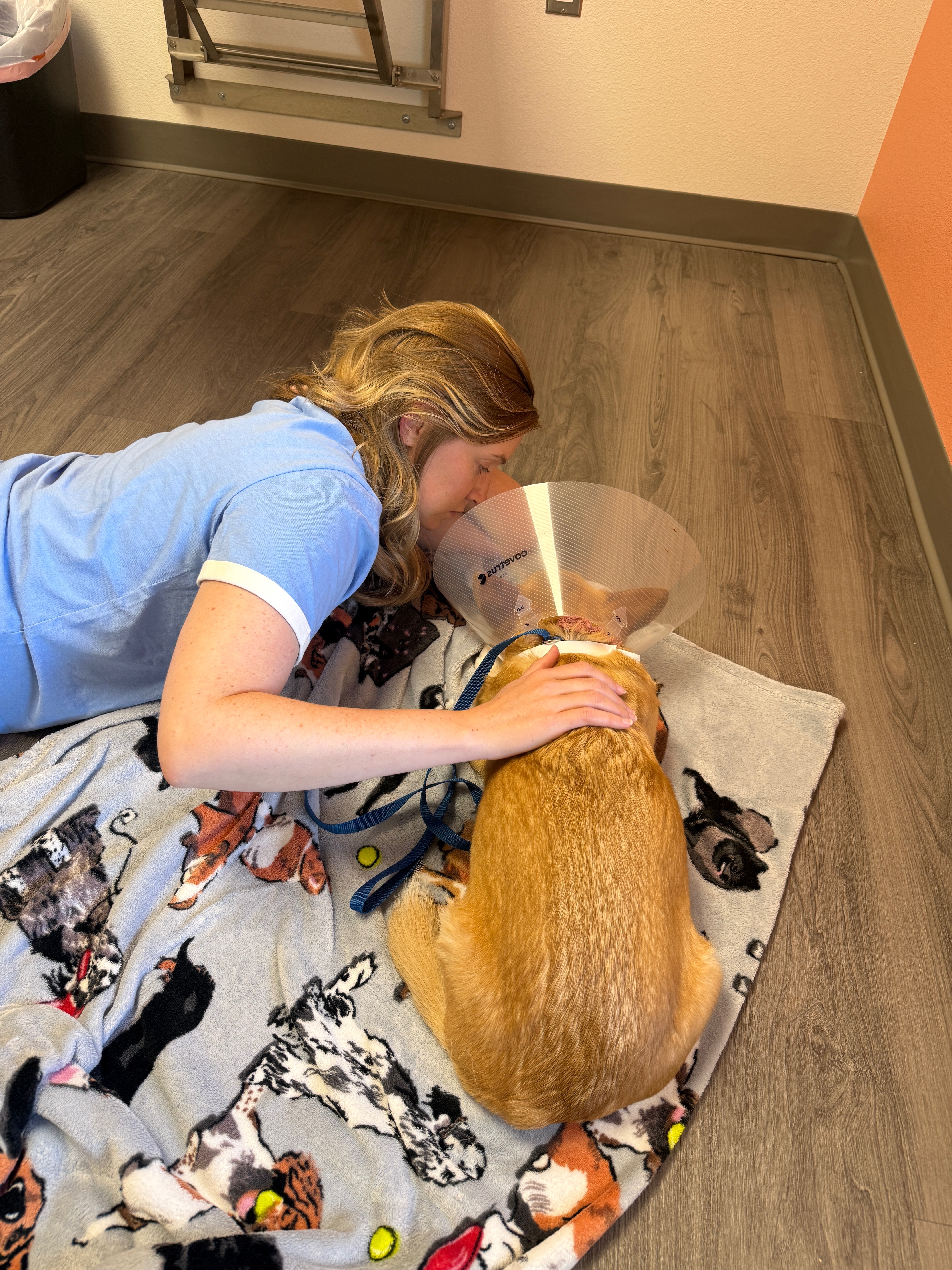 Help Sophie Fight IMHA: Support Rachel's Pup campaign photo, 6 of 8
