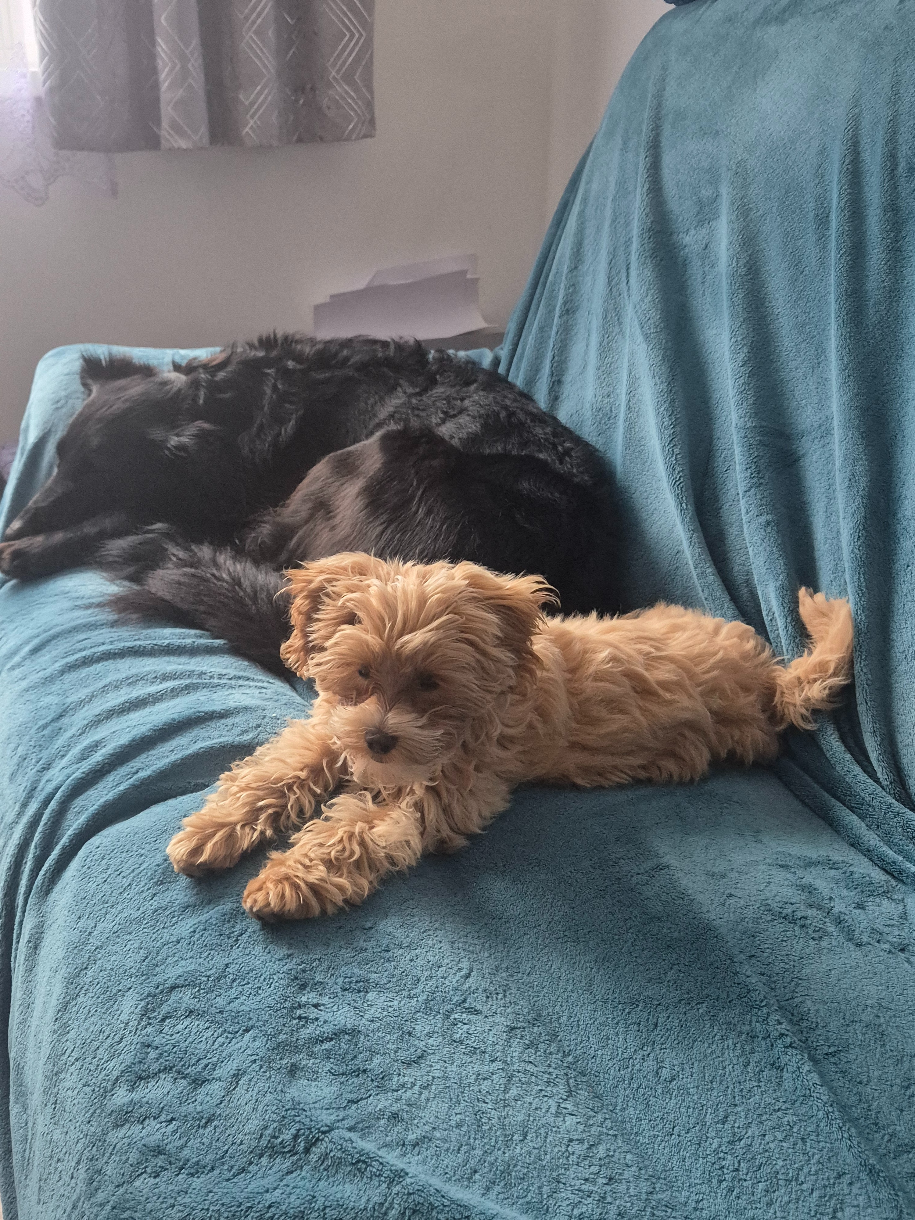 Help our tiny puppy recover from a vicious dog attack campaign photo, 6 of 6