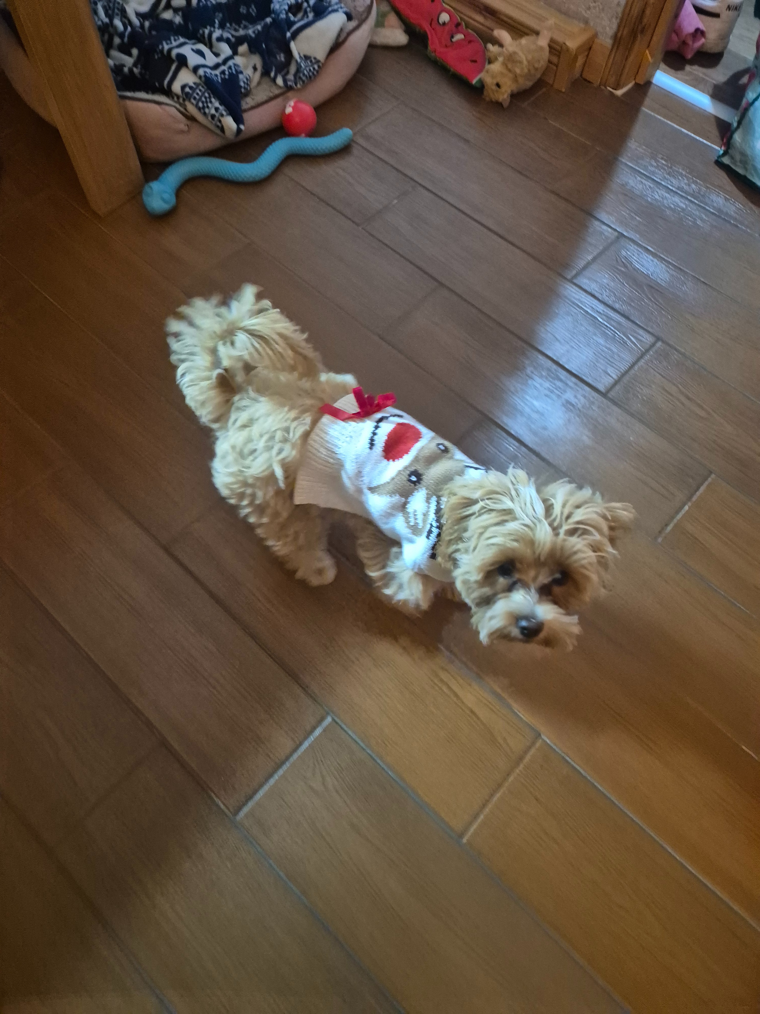 Help our tiny puppy recover from a vicious dog attack campaign photo, 2 of 6