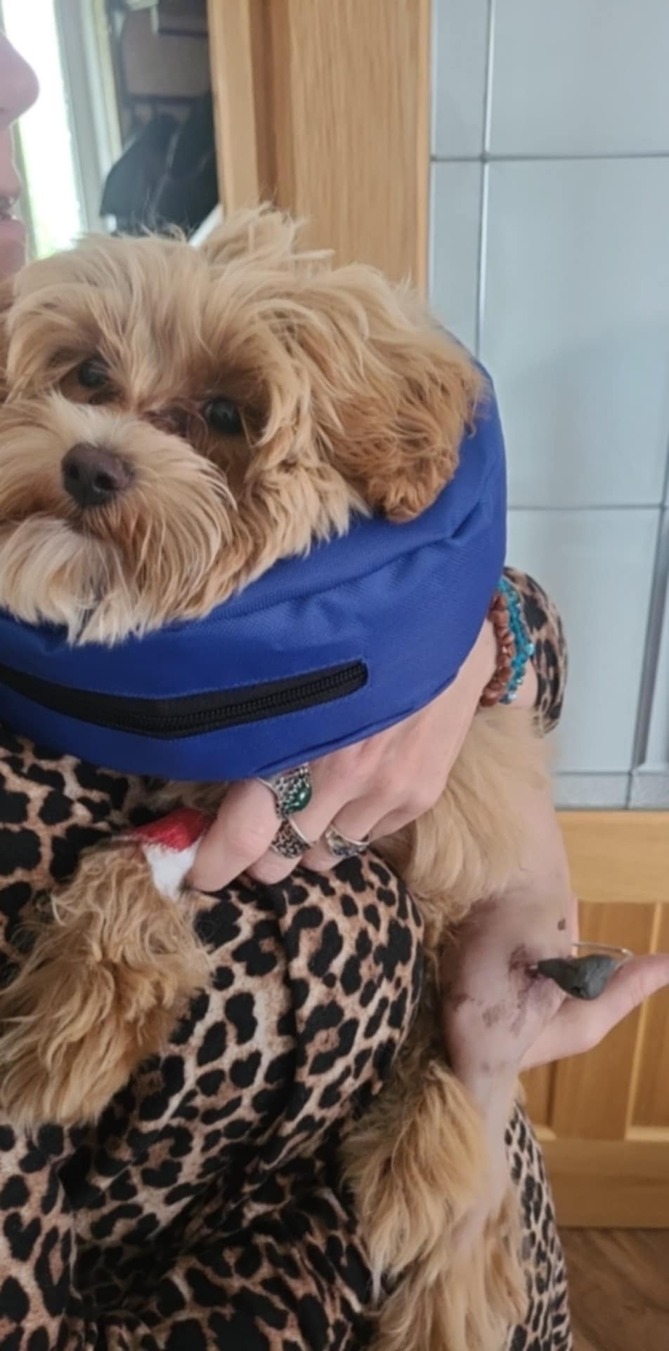 Help our tiny puppy recover from a vicious dog attack campaign photo, 4 of 6