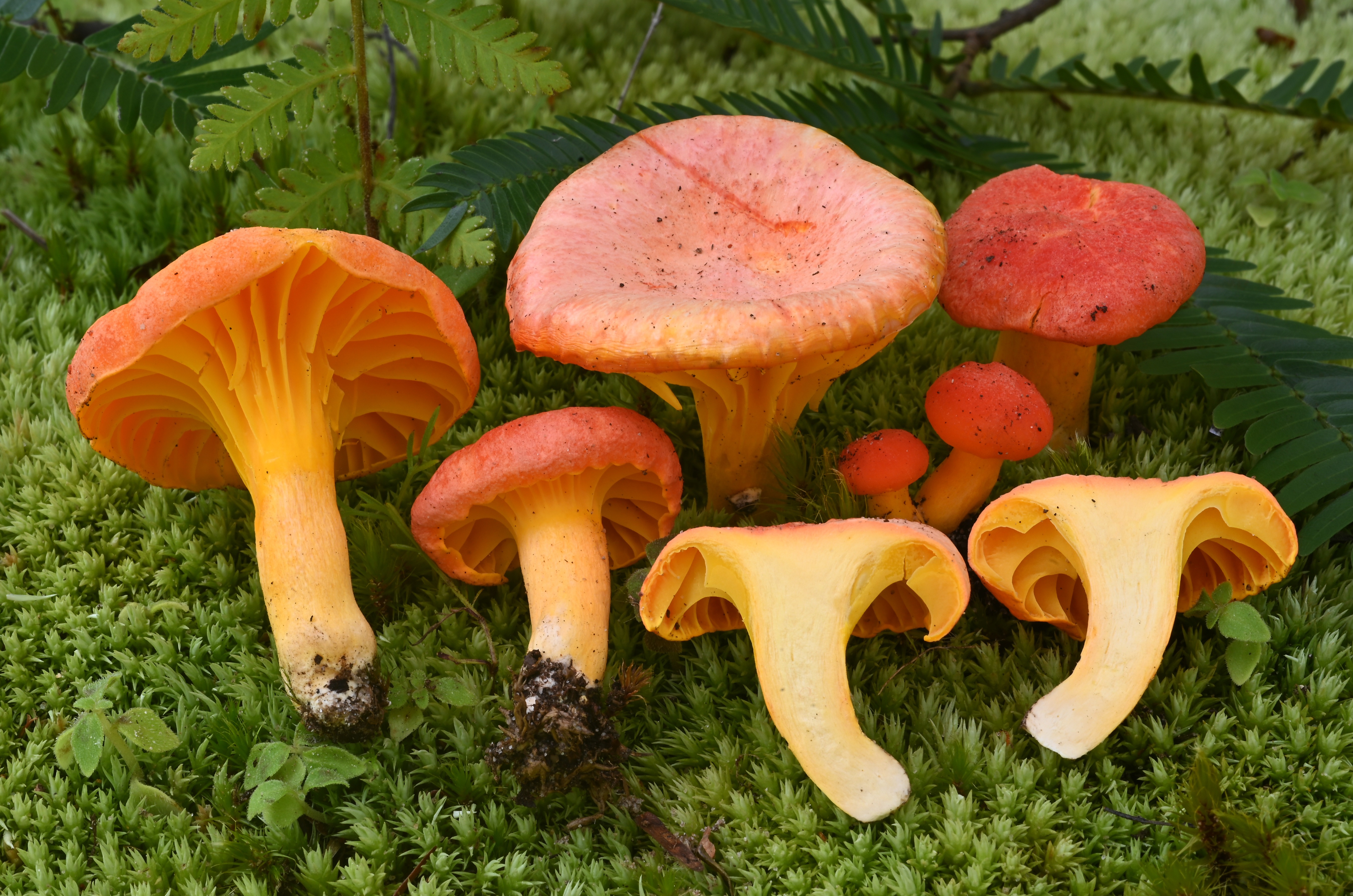 Taxonomic Research on Mushrooms and Primate Mycophagy campaign photo, 7 of 8