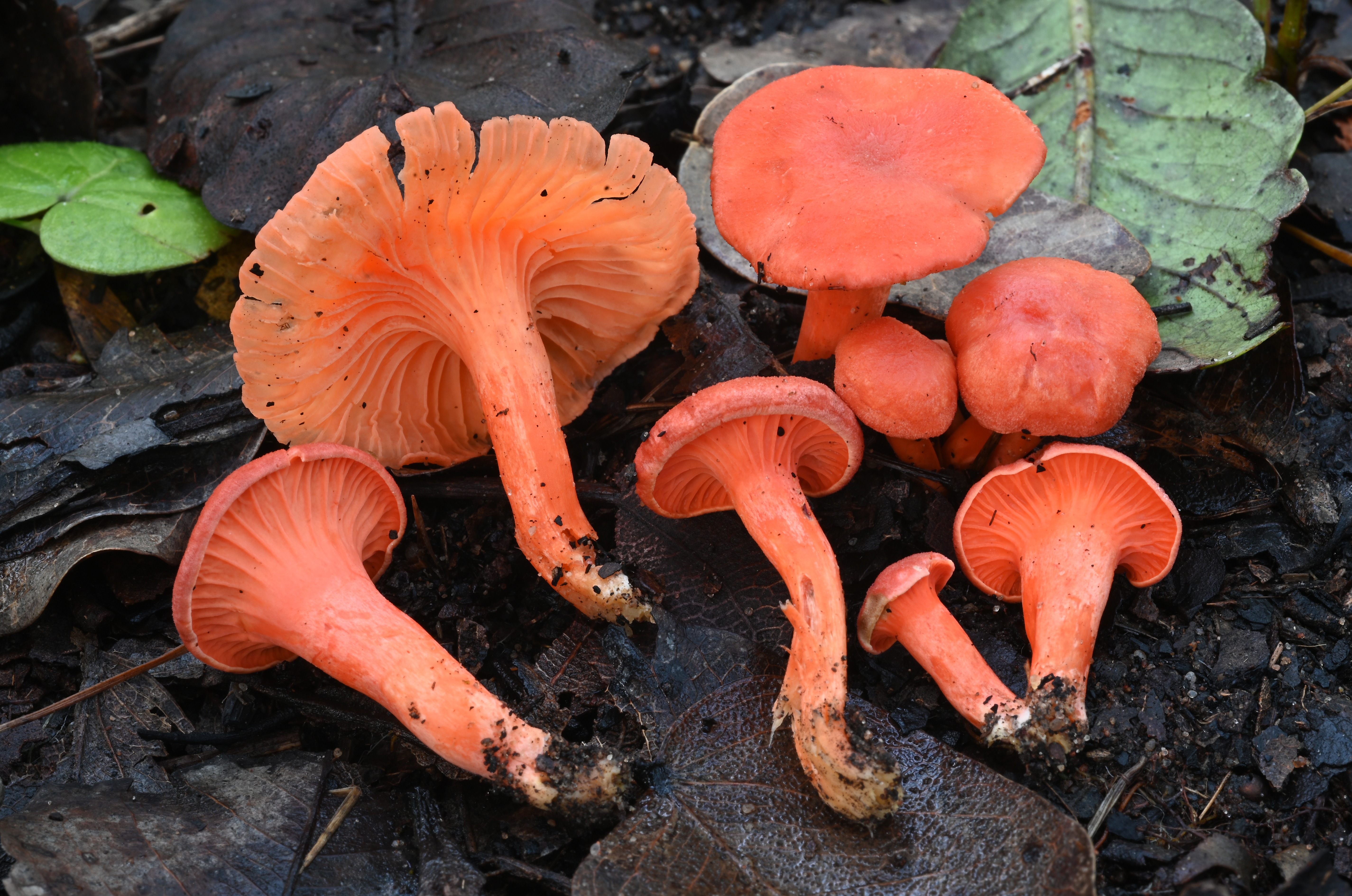 Taxonomic Research on Mushrooms and Primate Mycophagy campaign photo, 2 of 8