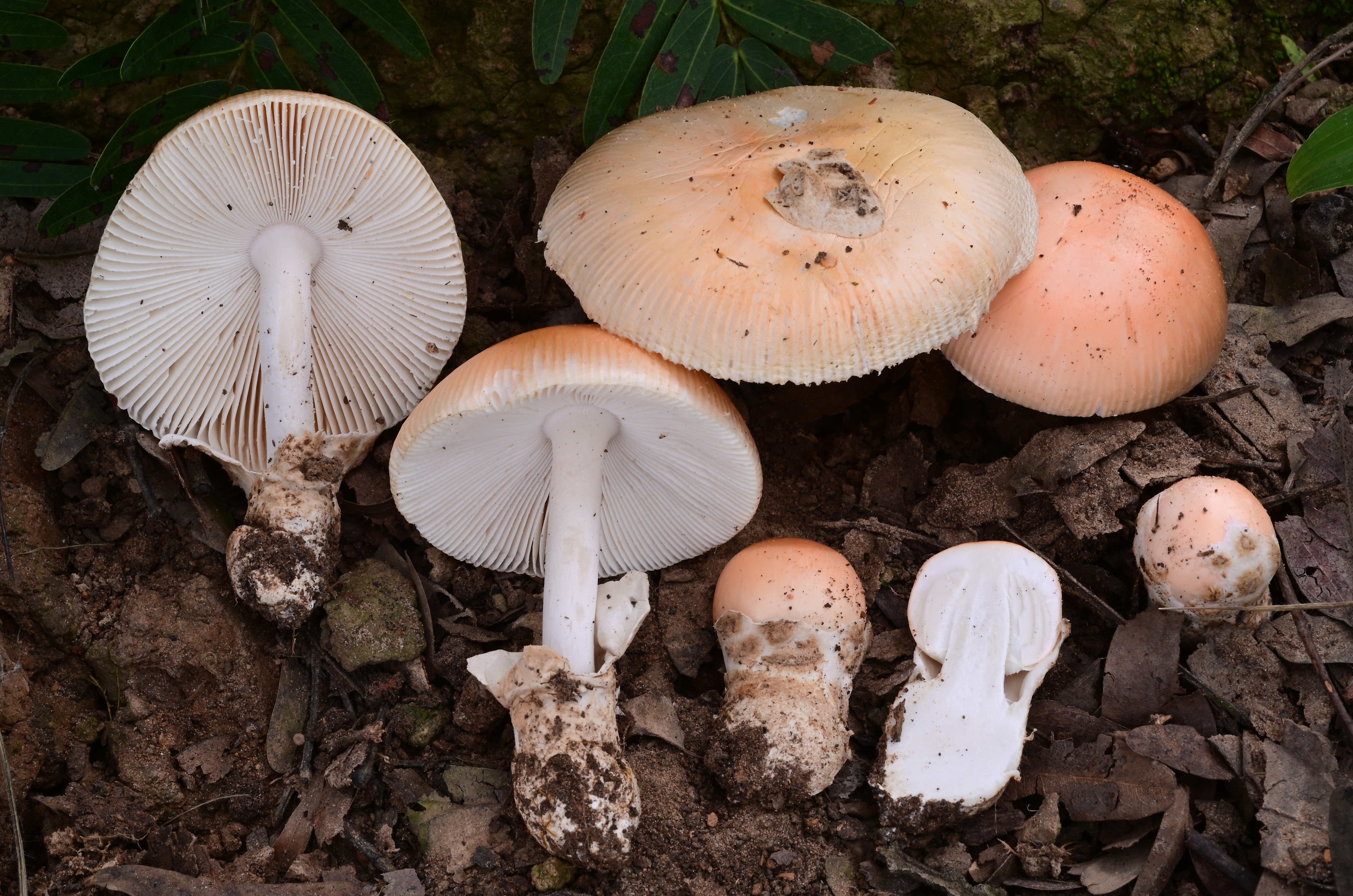 Taxonomic Research on Mushrooms and Primate Mycophagy campaign photo, 4 of 8