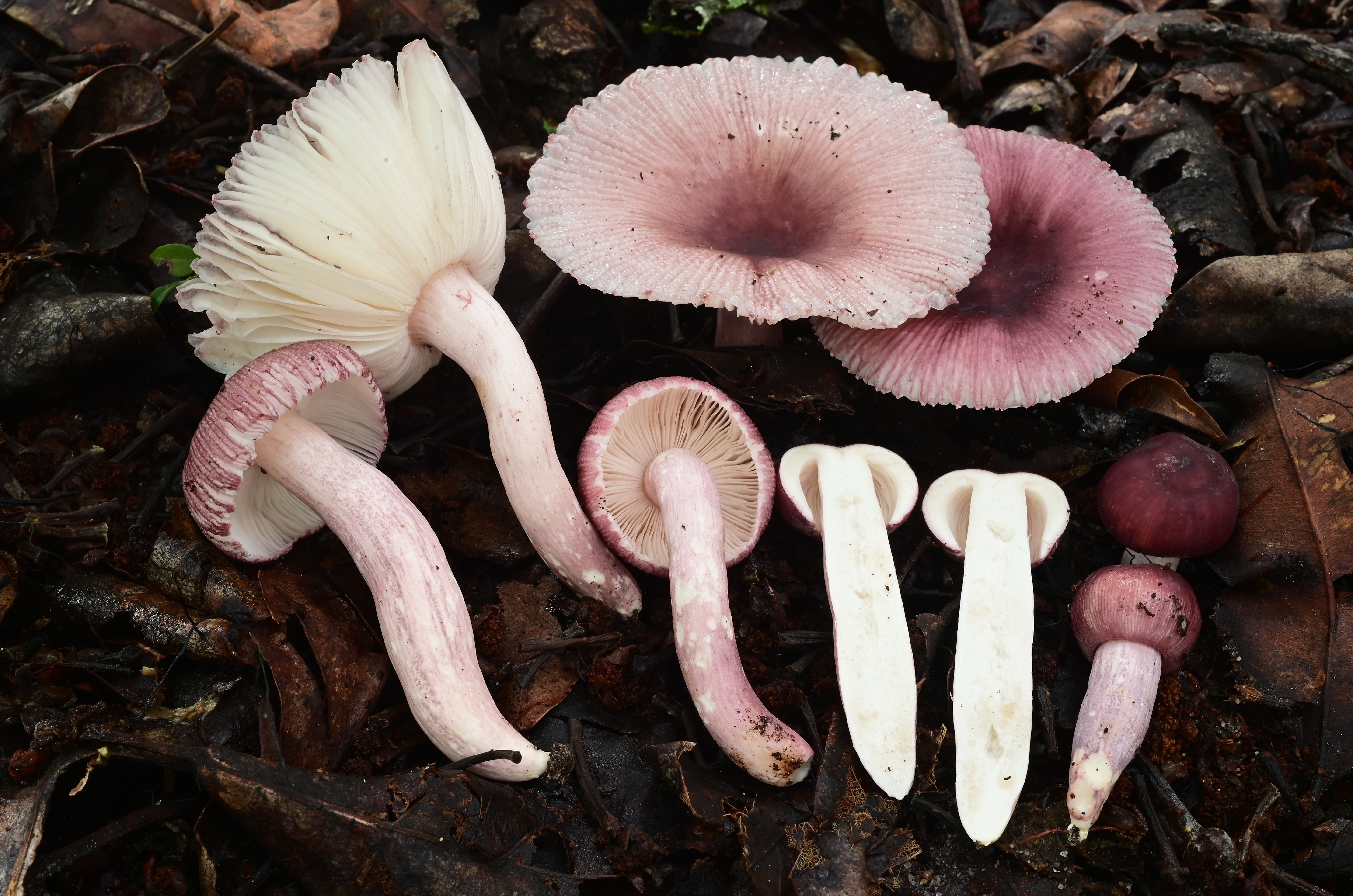 Taxonomic Research on Mushrooms and Primate Mycophagy campaign photo, 5 of 8