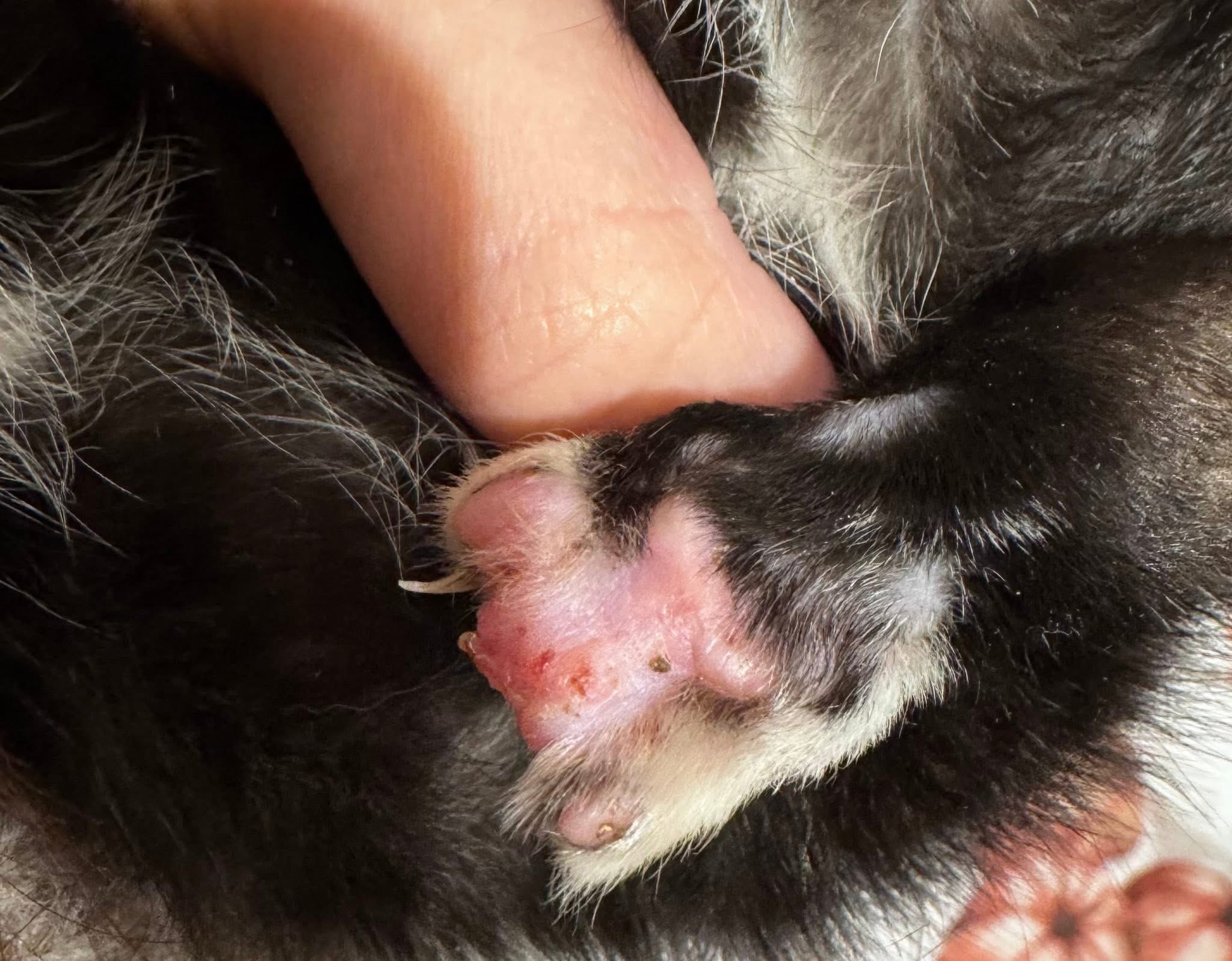 Help save feline lives: stray and injured cats & kittens campaign photo, 4 of 5
