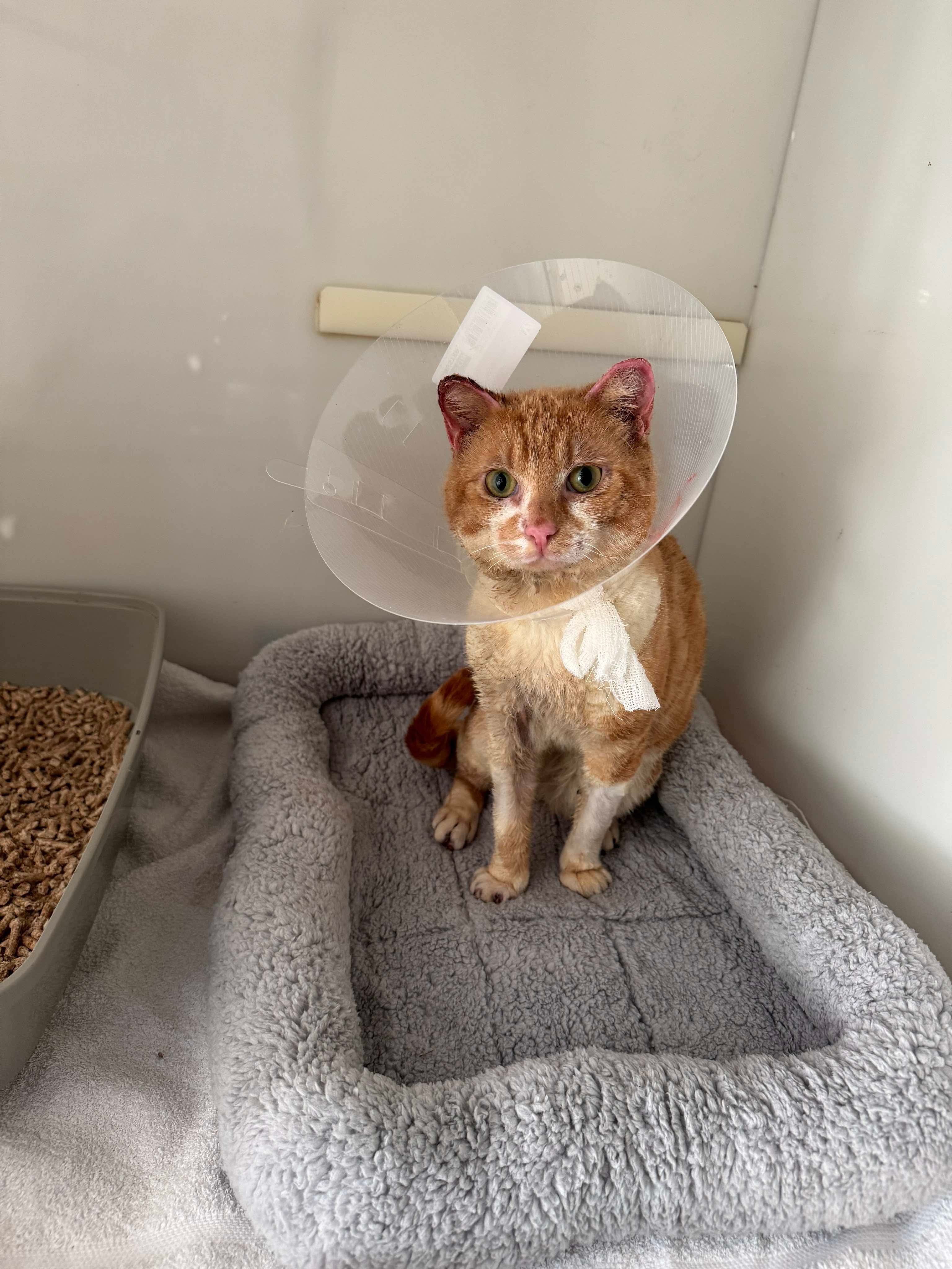 Help save feline lives: stray and injured cats & kittens campaign photo, 2 of 5