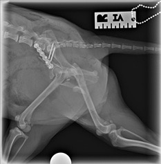 Help Daisy Heal After Emergency Surgery campaign photo, 7 of 8