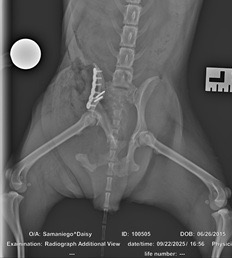 Help Daisy Heal After Emergency Surgery campaign photo, 2 of 8