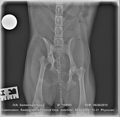 Help Daisy Heal After Emergency Surgery campaign photo, 4 of 8