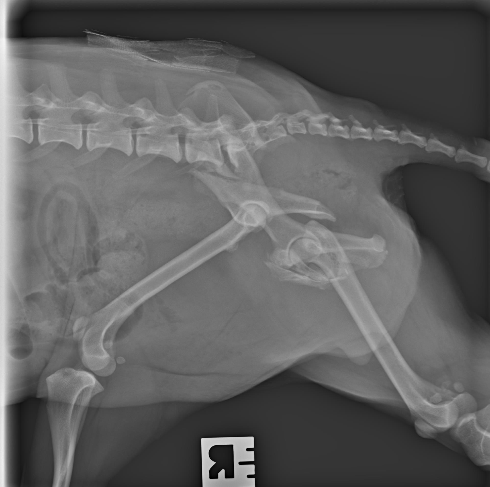Help Daisy Heal After Emergency Surgery campaign photo, 5 of 8