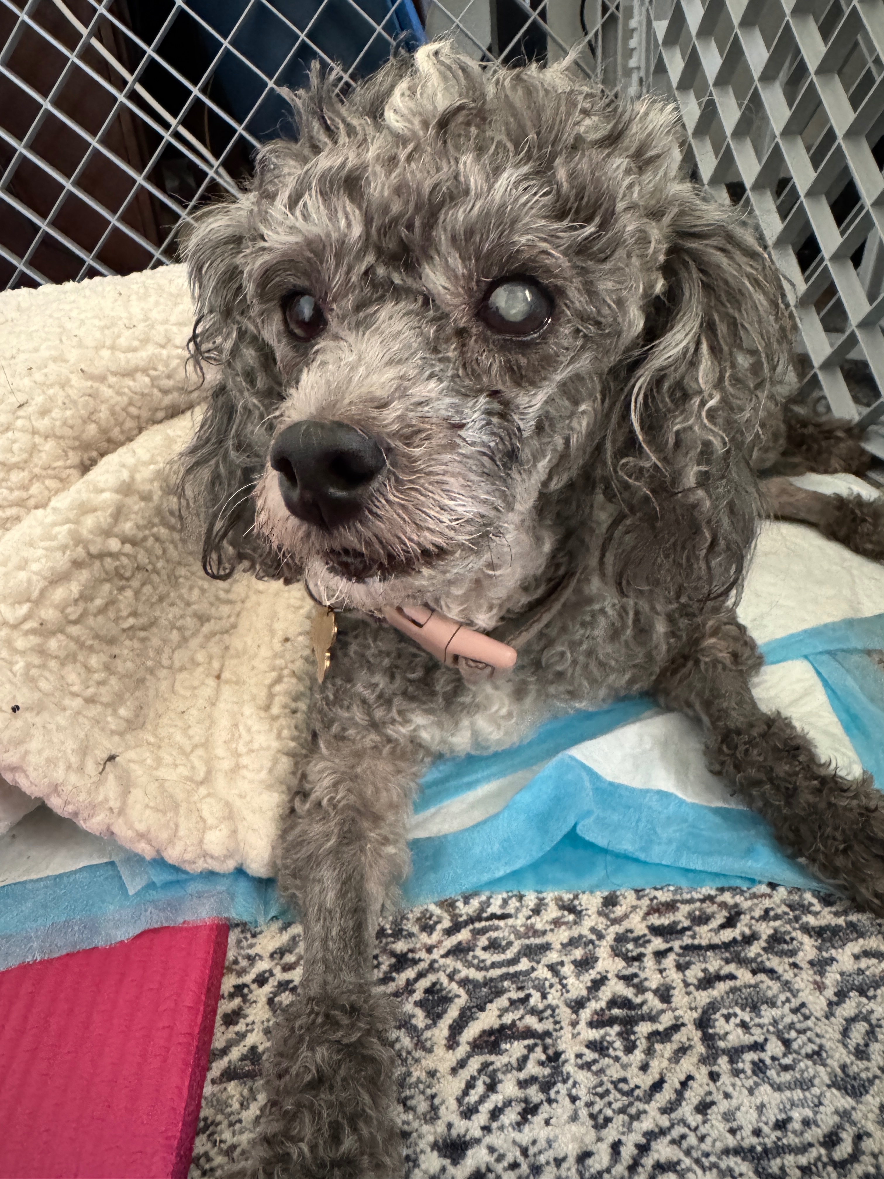 Help Daisy Heal After Emergency Surgery campaign photo, 6 of 8