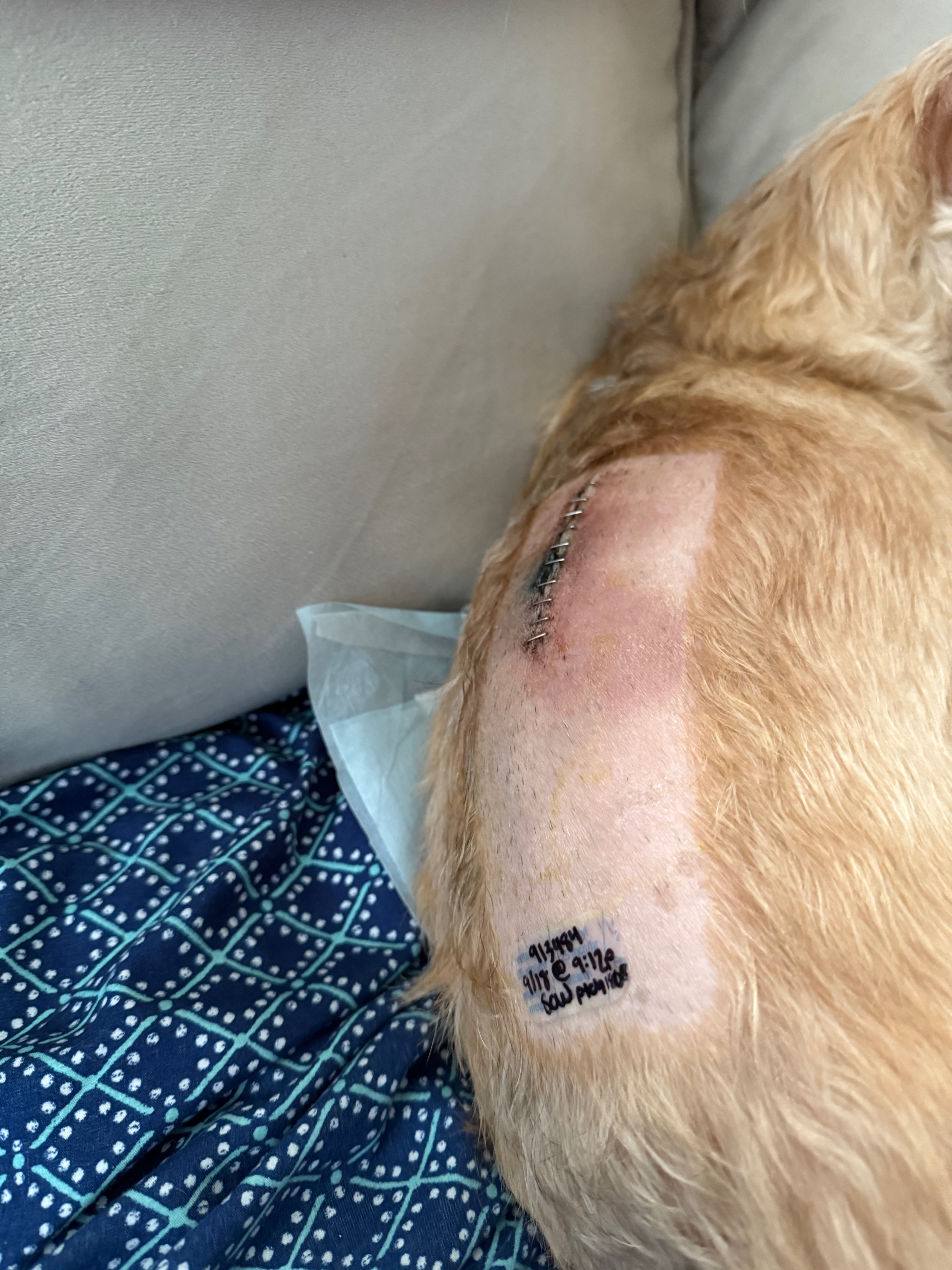 User-uploaded image 1