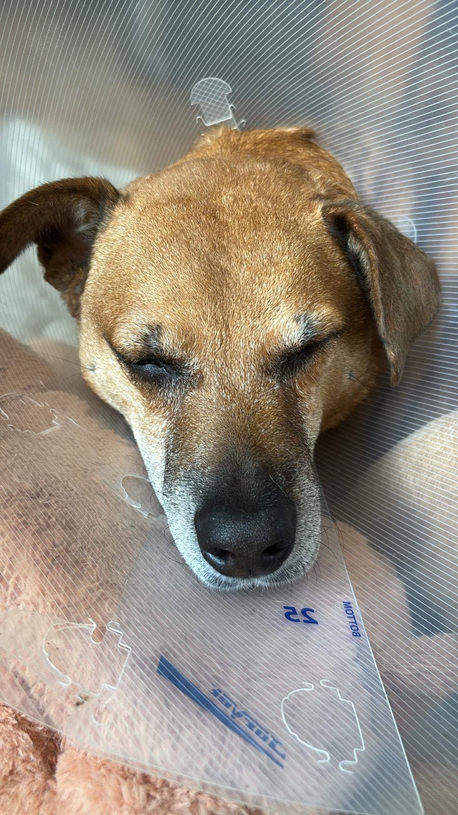 Save Osito's Sight: Urgent Surgery Needed campaign photo, 2 of 4