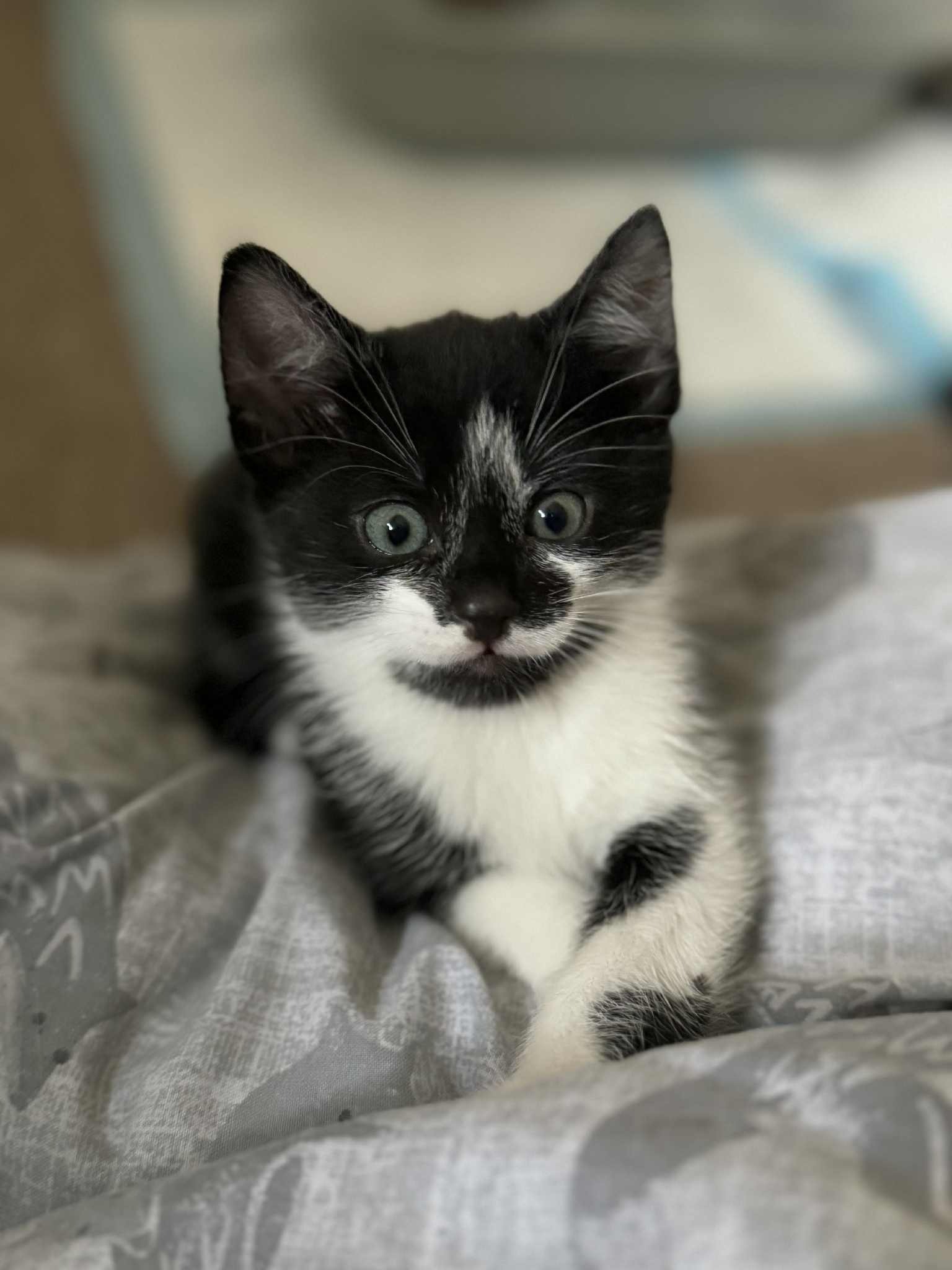 Help get mum cat Snow spayed ♡ campaign photo, 7 of 8
