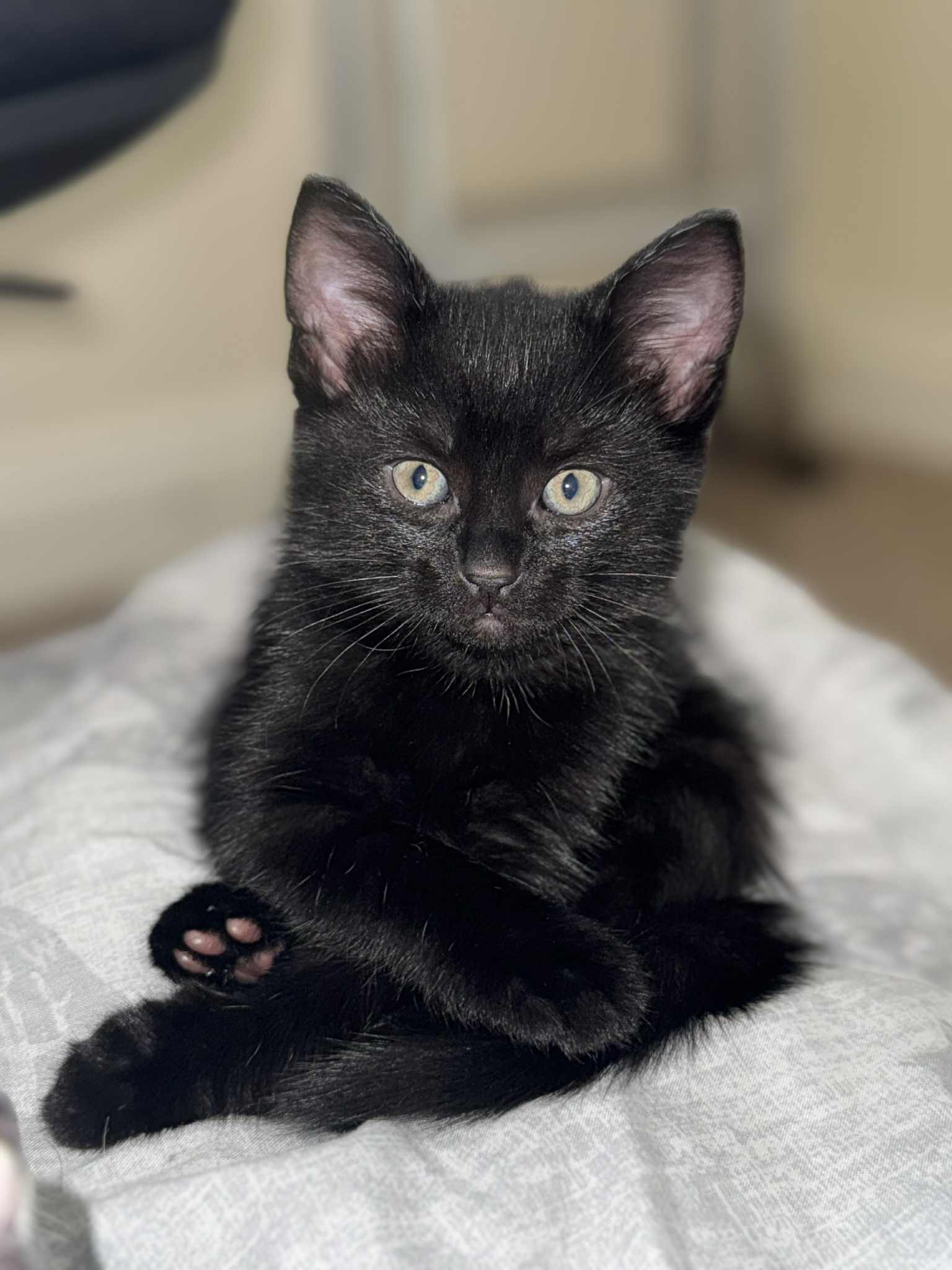 Help get mum cat Snow spayed ♡ campaign photo, 2 of 8
