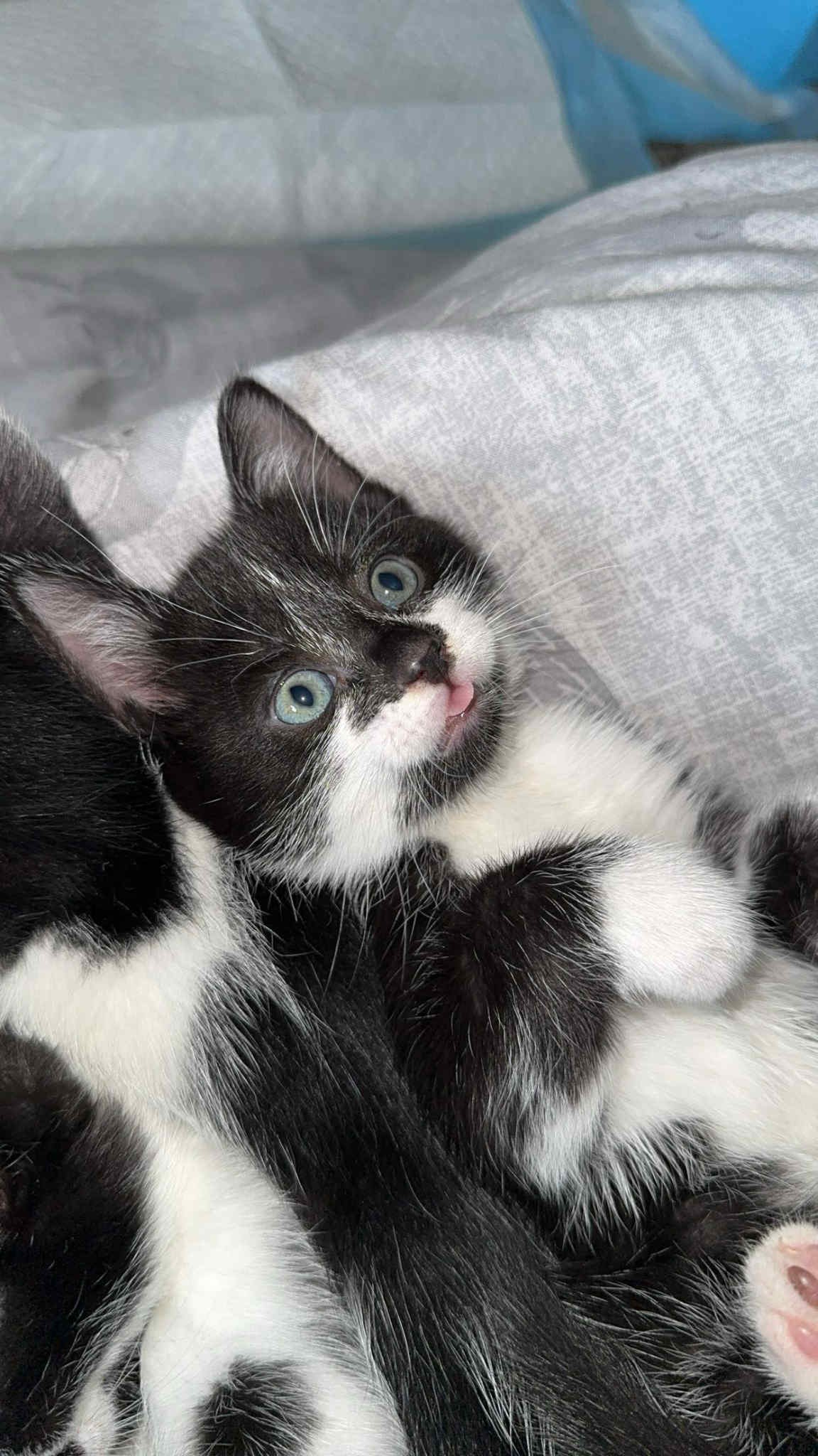 Help get mum cat Snow spayed ♡ campaign photo, 4 of 8