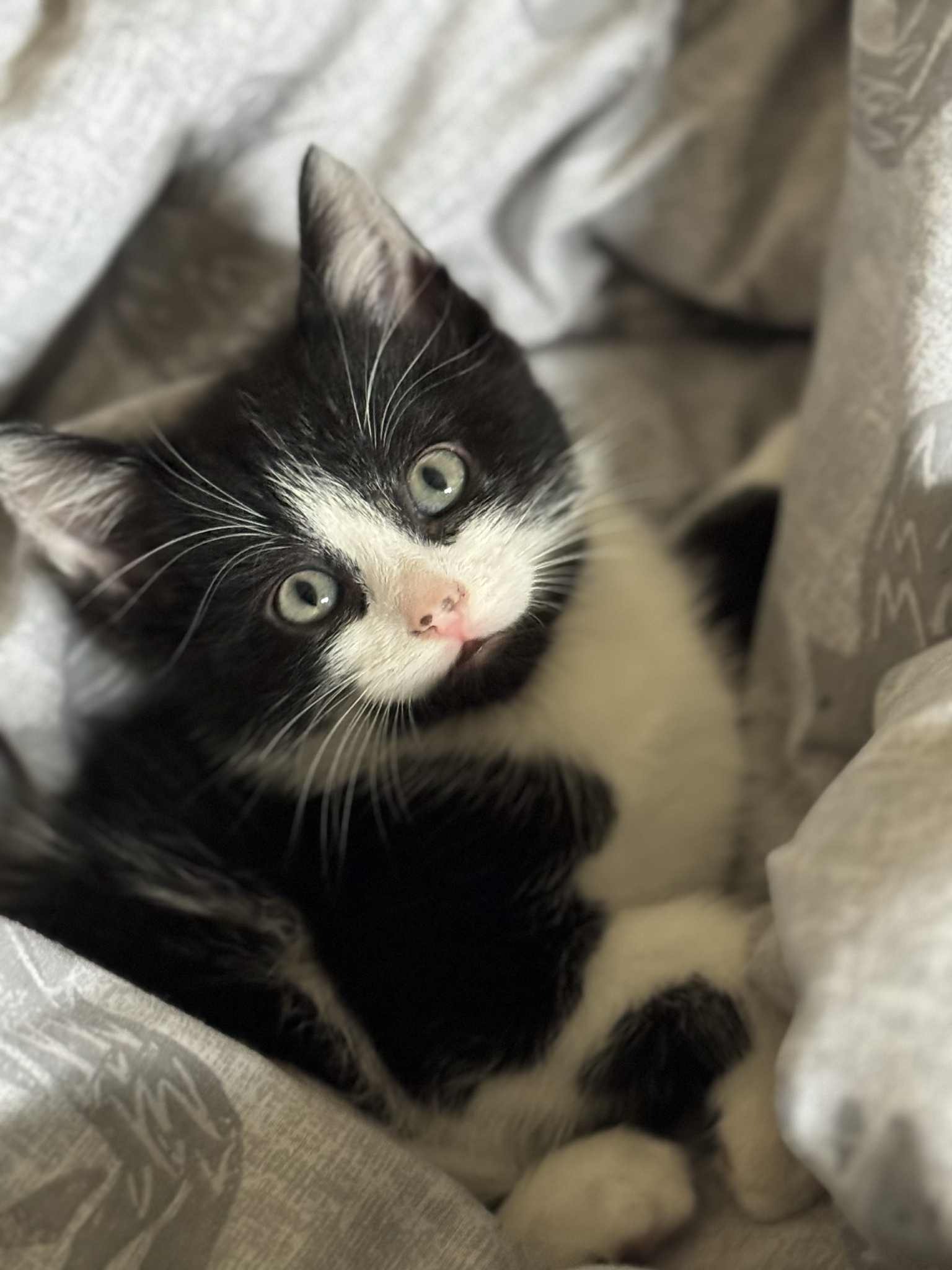 Help get mum cat Snow spayed ♡ campaign photo, 5 of 8