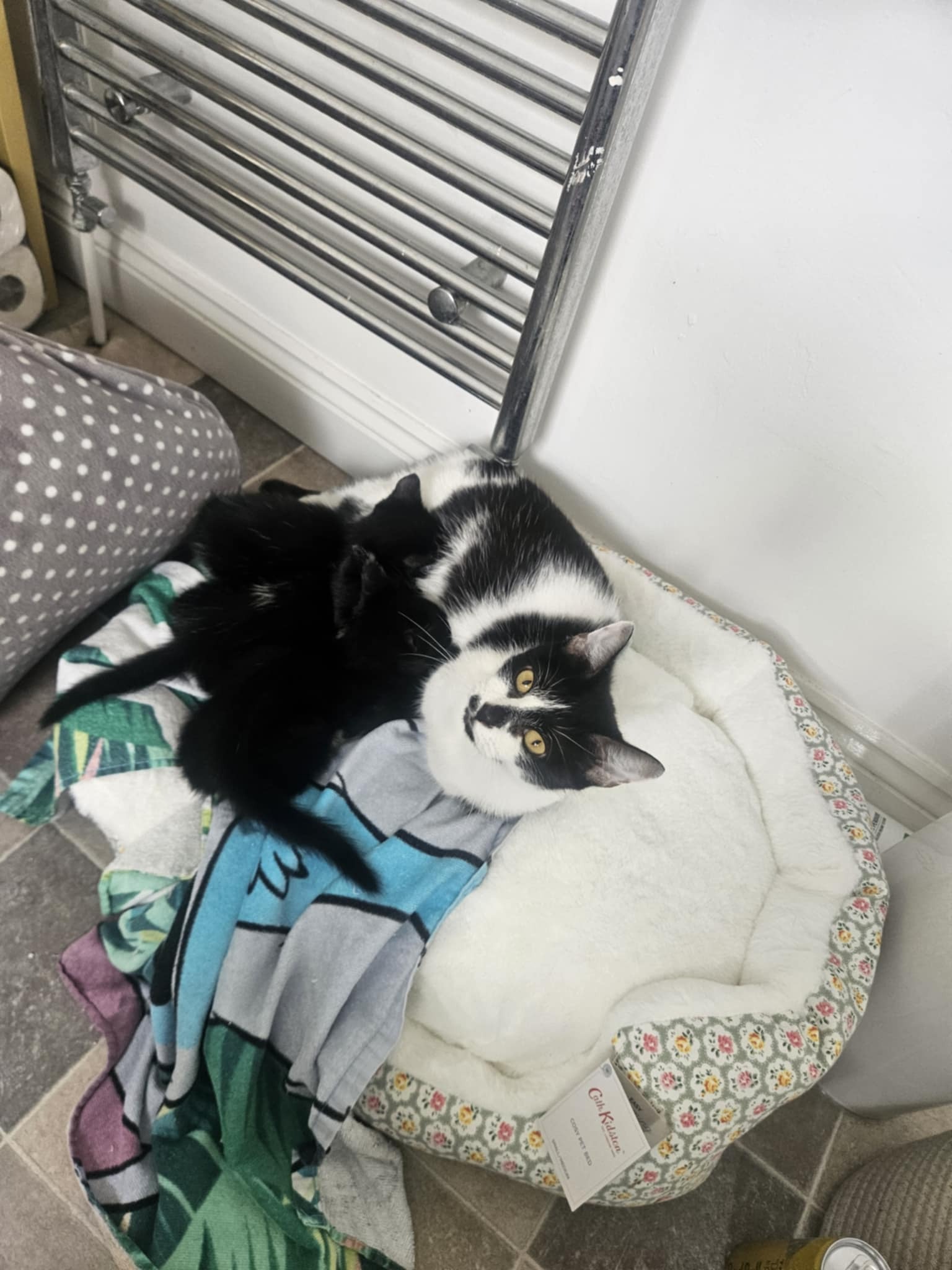 Help get mum cat Snow spayed ♡ campaign photo, 6 of 8