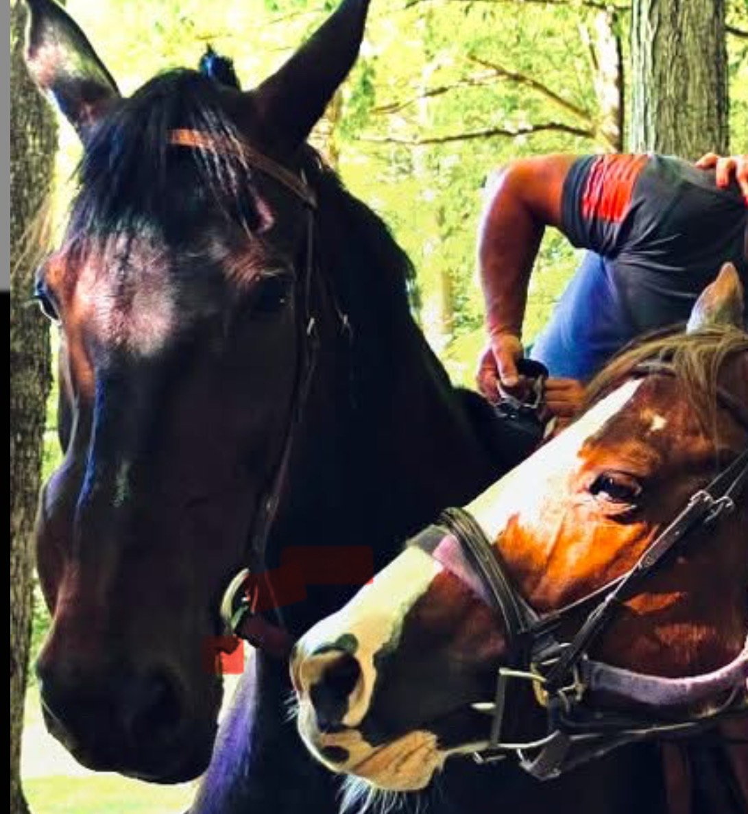 Help Save Randy: Thrive's Gentle Giant campaign photo, 2 of 7