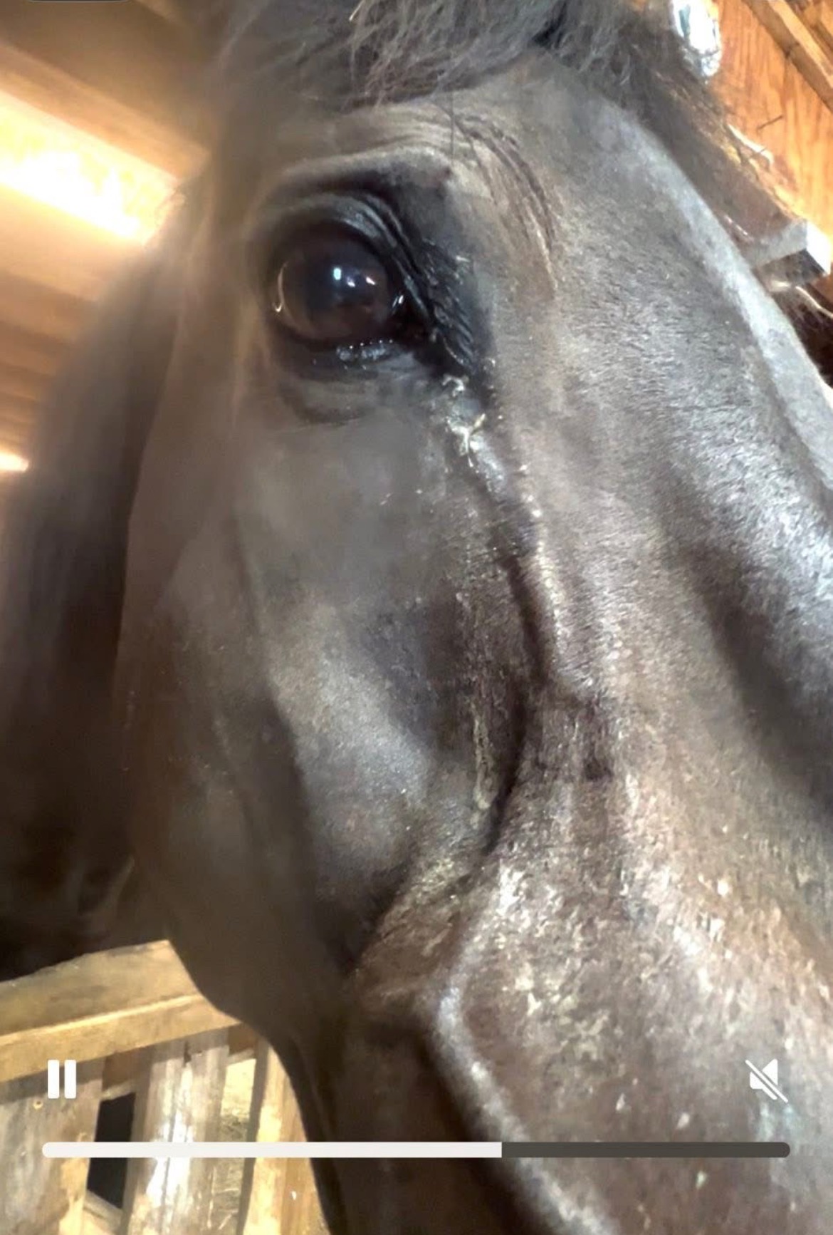 Help Save Randy: Thrive's Gentle Giant campaign photo, 4 of 7