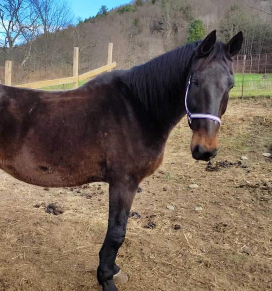 Help Save Randy: Thrive's Gentle Giant campaign photo, 5 of 7