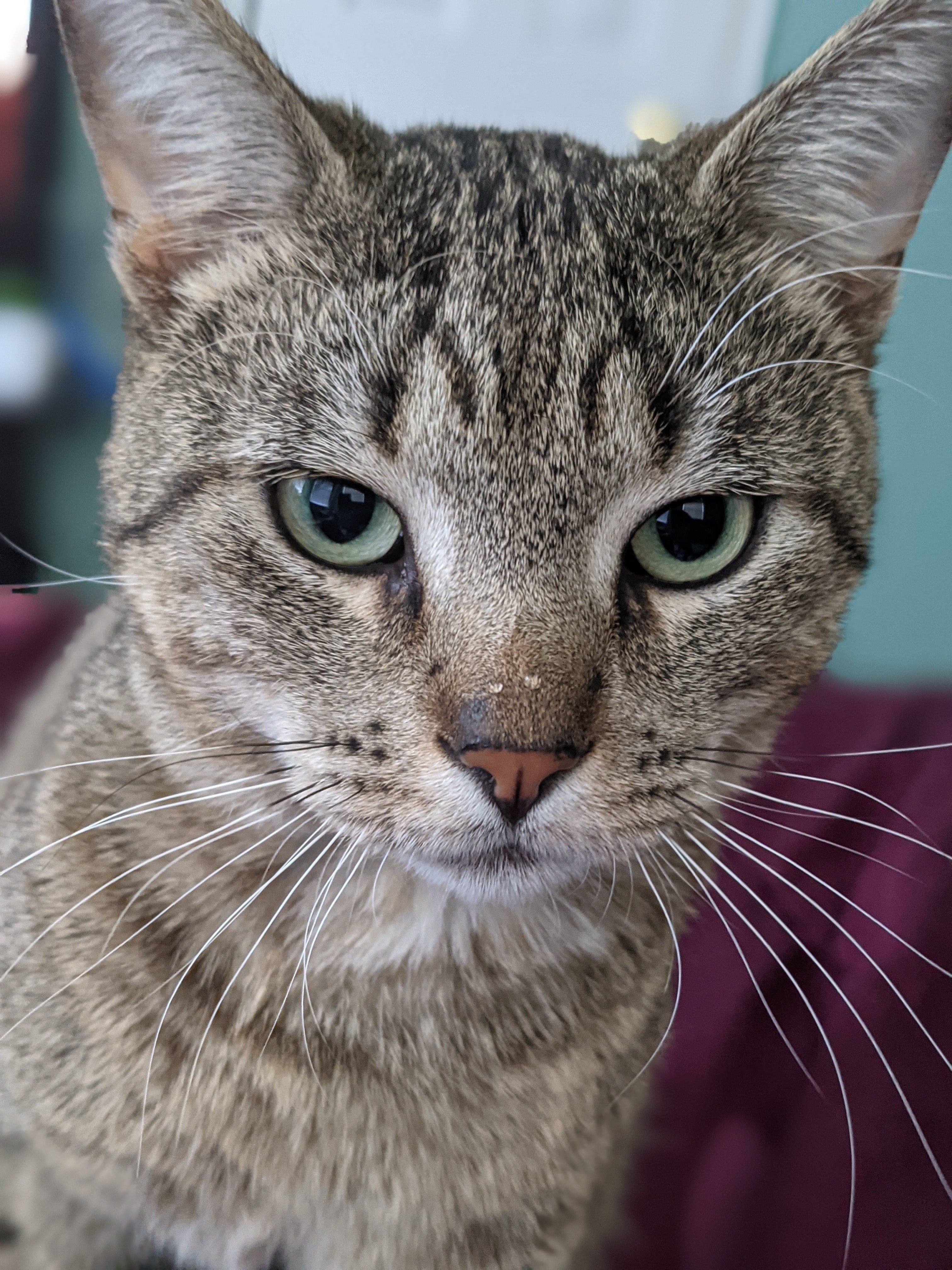 Help Kevin get lifesaving surgery for his spleen tumor! campaign photo, 6 of 7