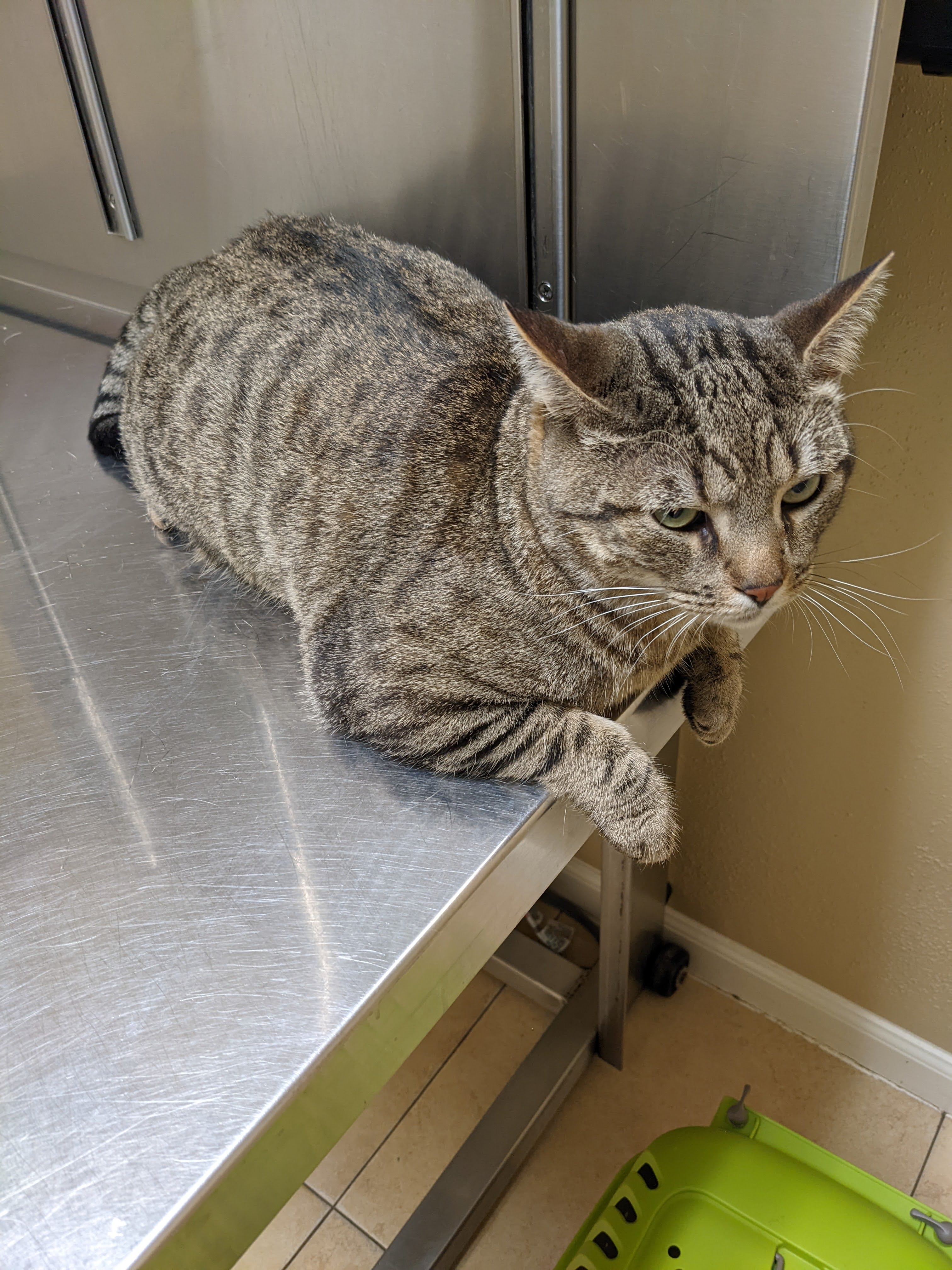 Help Kevin get lifesaving surgery for his spleen tumor! campaign photo, 2 of 7