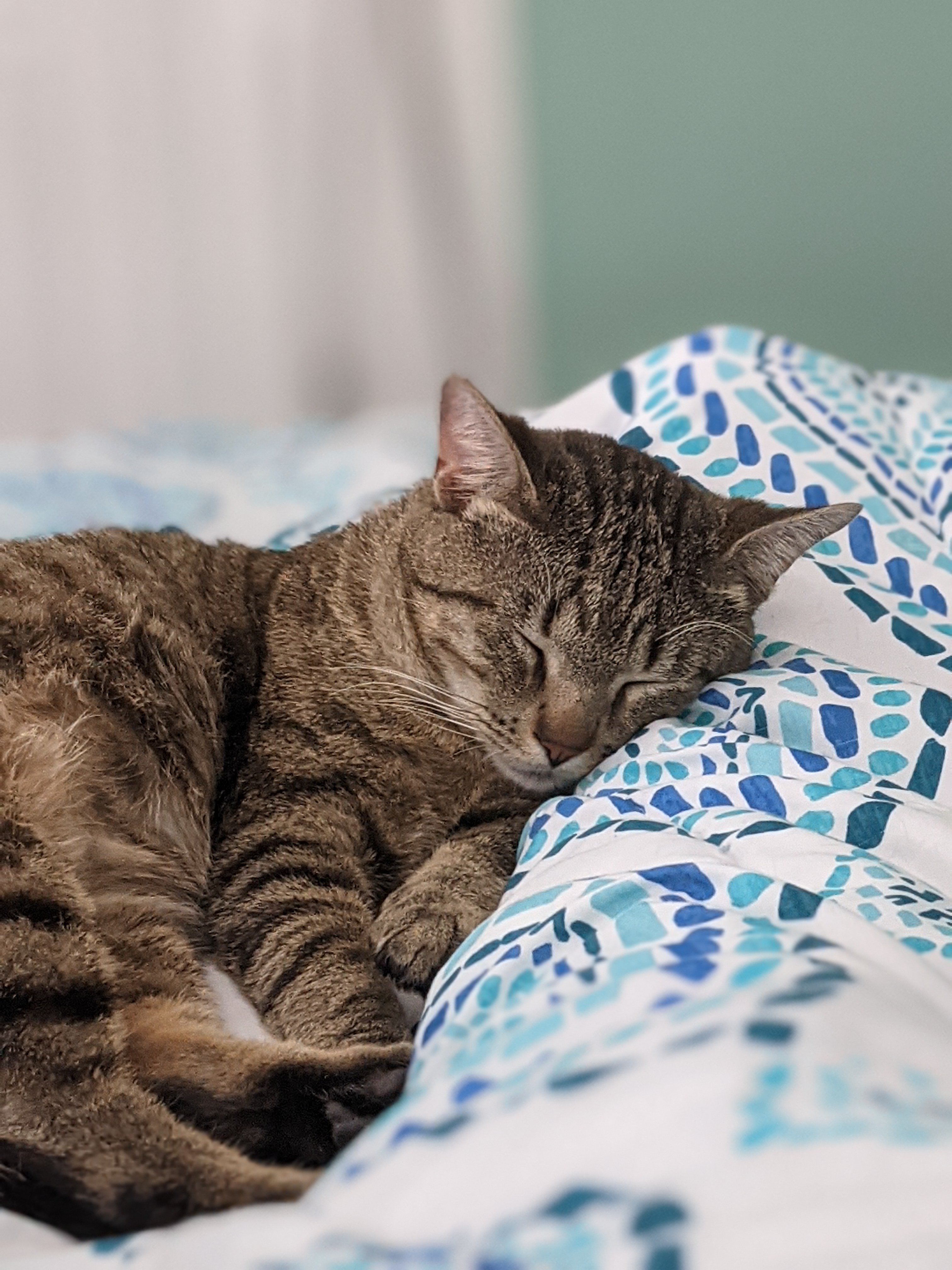 Help Kevin get lifesaving surgery for his spleen tumor! campaign photo, 4 of 7